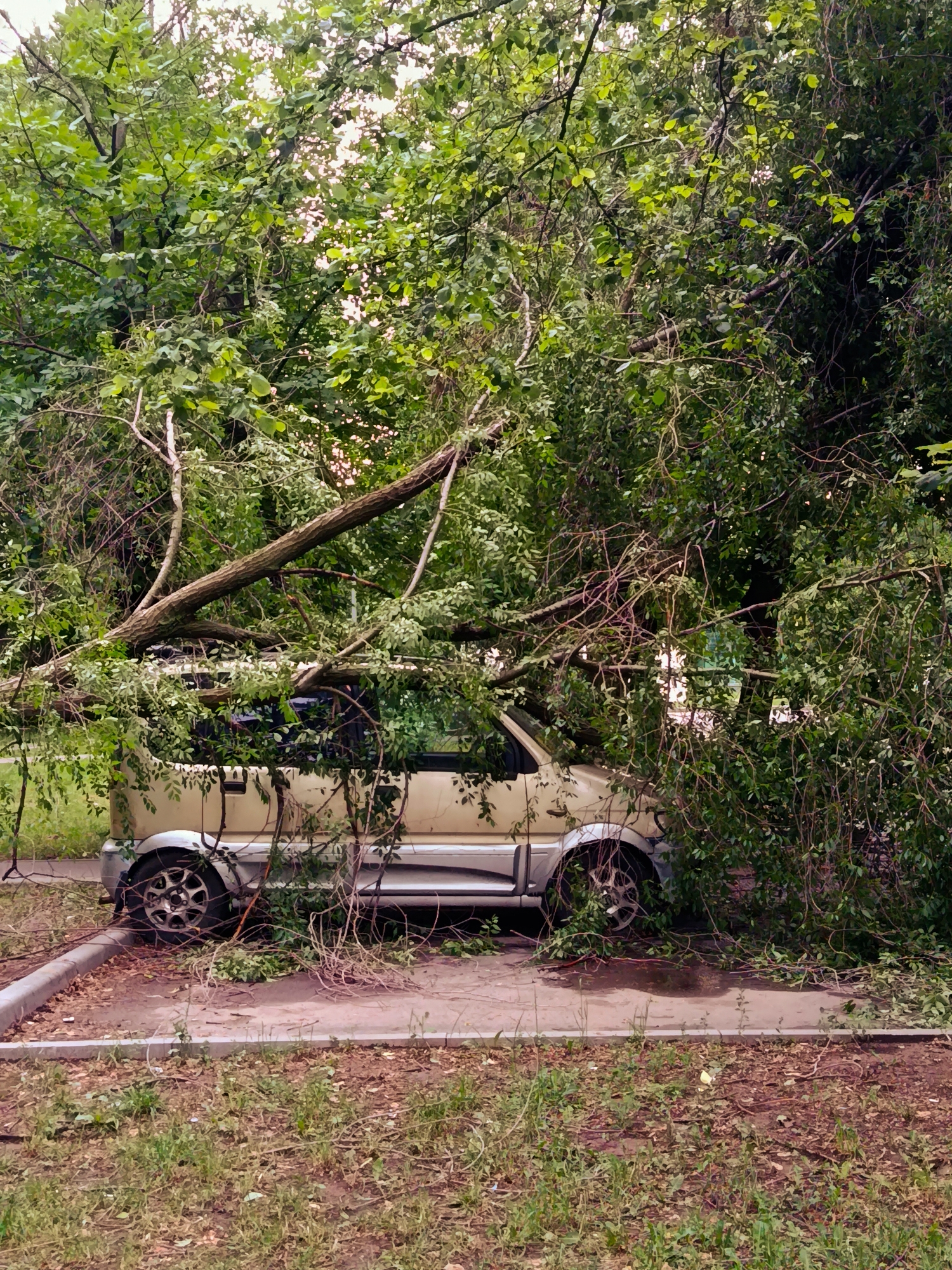 A light-colored SUV is parked on a paved surface next to a curb. Large tree branches have fallen and are resting on and around the vehicle, obscuring much of its body and the surrounding environment. The branches appear to be dense with green leaves and some smaller twigs. The ground around the car is covered with dry leaves, dirt, and scattered grass. The overall scene suggests a natural event, possibly a storm, has impacted the vehicle. The location appears to be an outdoor urban setting with trees and foliage.