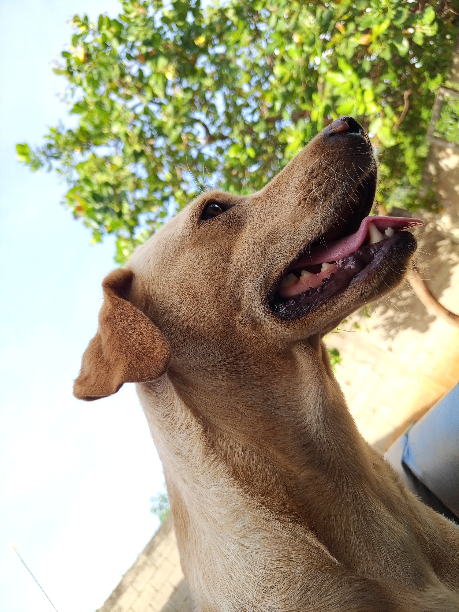 A close-up, low-angle shot of a light brown dog, likely a Labrador or similar breed, looking upwards with its mouth open and tongue protruding. The dog is situated outdoors, possibly in a yard or garden in Tinaquillo, Venezuela, judging by the style of the surrounding concrete wall and the type of trees visible in the background. The sky is visible through the tree branches. The dog appears to be panting, suggesting it is hot or has been active.