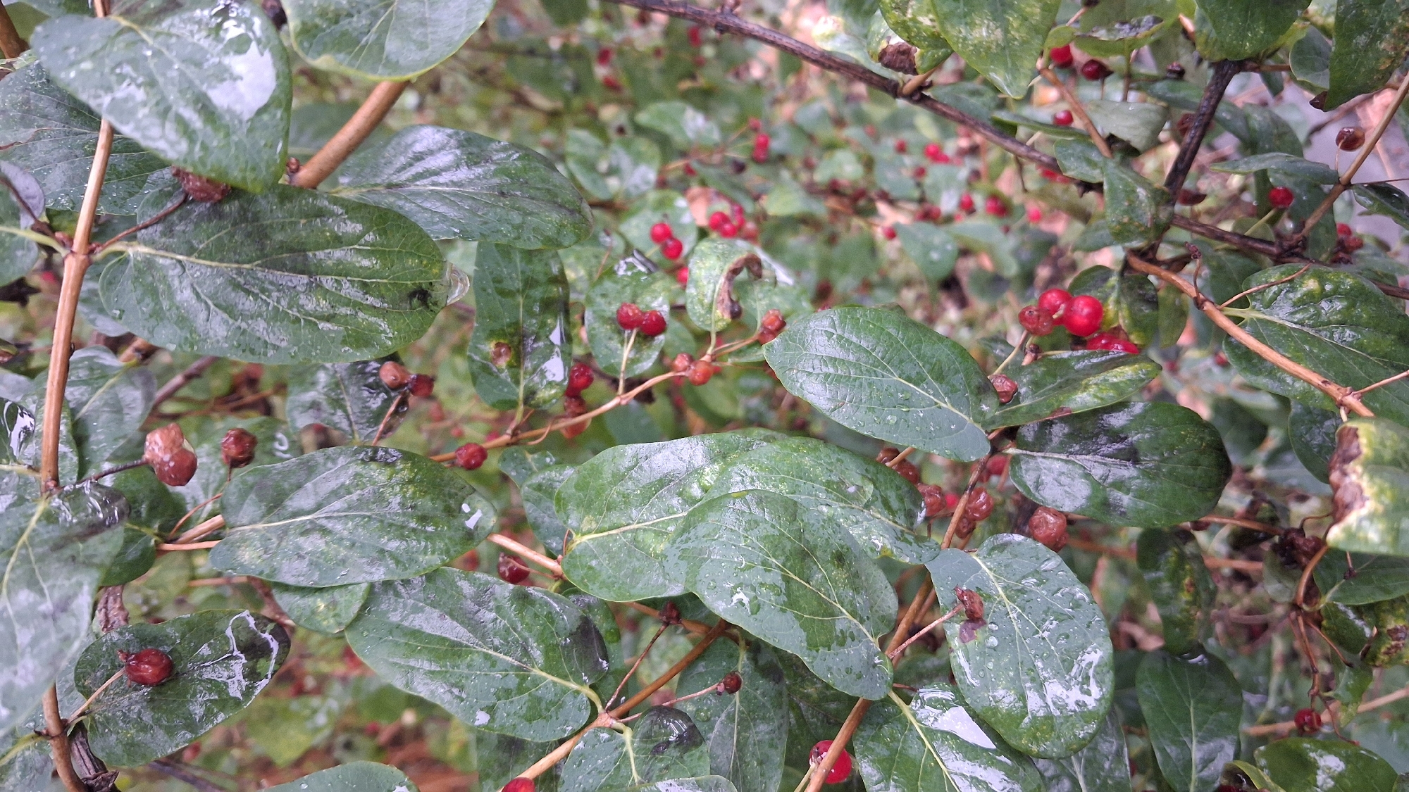 A close-up, vertical, eye-level shot captures a cluster of branches from a shrub, possibly a type of honeysuckle, laden with small, red berries and dark green, oval leaves. The foliage appears wet, with droplets of water clinging to the surface of the leaves, suggesting recent rainfall. The berries are clustered in small groups and vary in ripeness, with some a brighter red and others a deeper, darker hue, with some appearing slightly shriveled. The branches are thin and woody, with a reddish-brown bark. The background is blurred, showcasing more of the same plant, creating a dense, green, and red bokeh effect. The overall lighting is diffused, contributing to the muted tones of the image. The scene is consistent with what might be found in a park or garden in Novosibirsk, Russia, during late summer or early autumn when berries are typically ripe. No people or animals are present.