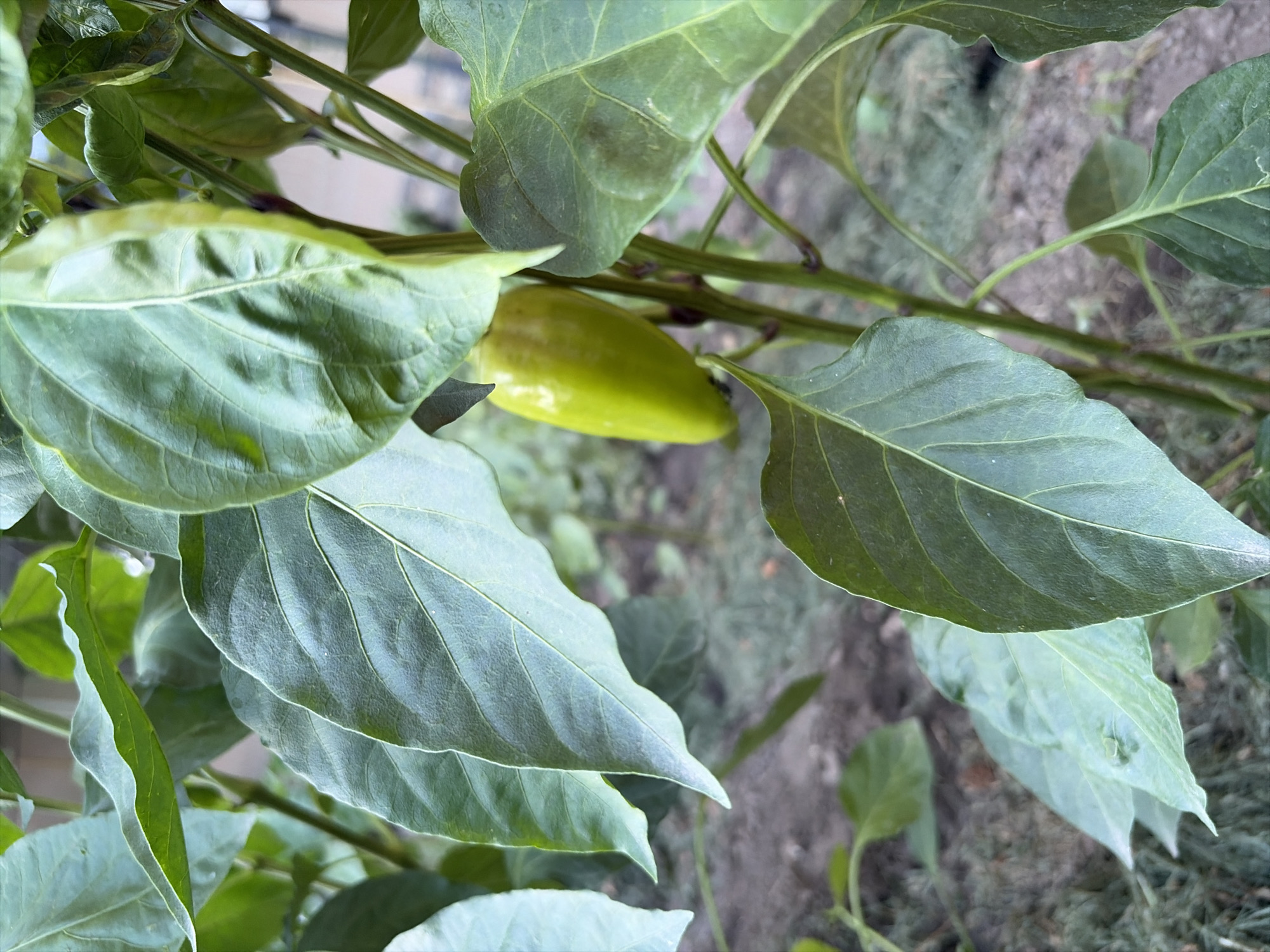 In the city of Oxentea, Moldova, a close-up photograph captures a pepper plant with a single, pale green pepper visible amongst its large, vibrant green leaves. The pepper is elongated and tapers to a point. The plant's stems are visible, appearing sturdy and support the foliage. The background is softly blurred, suggesting an outdoor environment, possibly a garden or field, with glimpses of the soil and other vegetation. The lighting is natural, indicating it was taken during the daytime.
