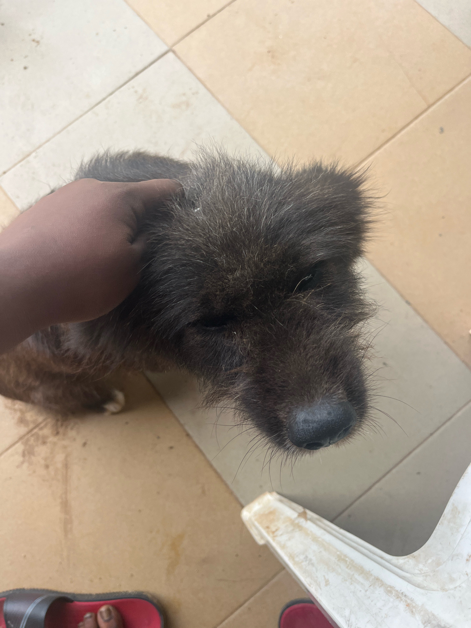 A medium shot shows a person's hand gently petting a scruffy, dark-furred dog. The dog's eyes are partially closed, and its fur is a mix of dark brown and black, with some lighter strands around its face. The dog's snout is dark, and it has visible whiskers. The setting appears to be outdoors, with a tiled floor that has a light brown and cream checkered pattern. There are some faint water spots and a few small dark specks on the tiles. In the bottom right of the frame, a portion of a white plastic object is visible. At the bottom edge of the image, a red and dark gray sandal is partially visible, with a bare foot wearing it. The scene is consistent with a residential or public outdoor area in Barakin Lerawi, Nigeria, possibly a home compound or a communal space.