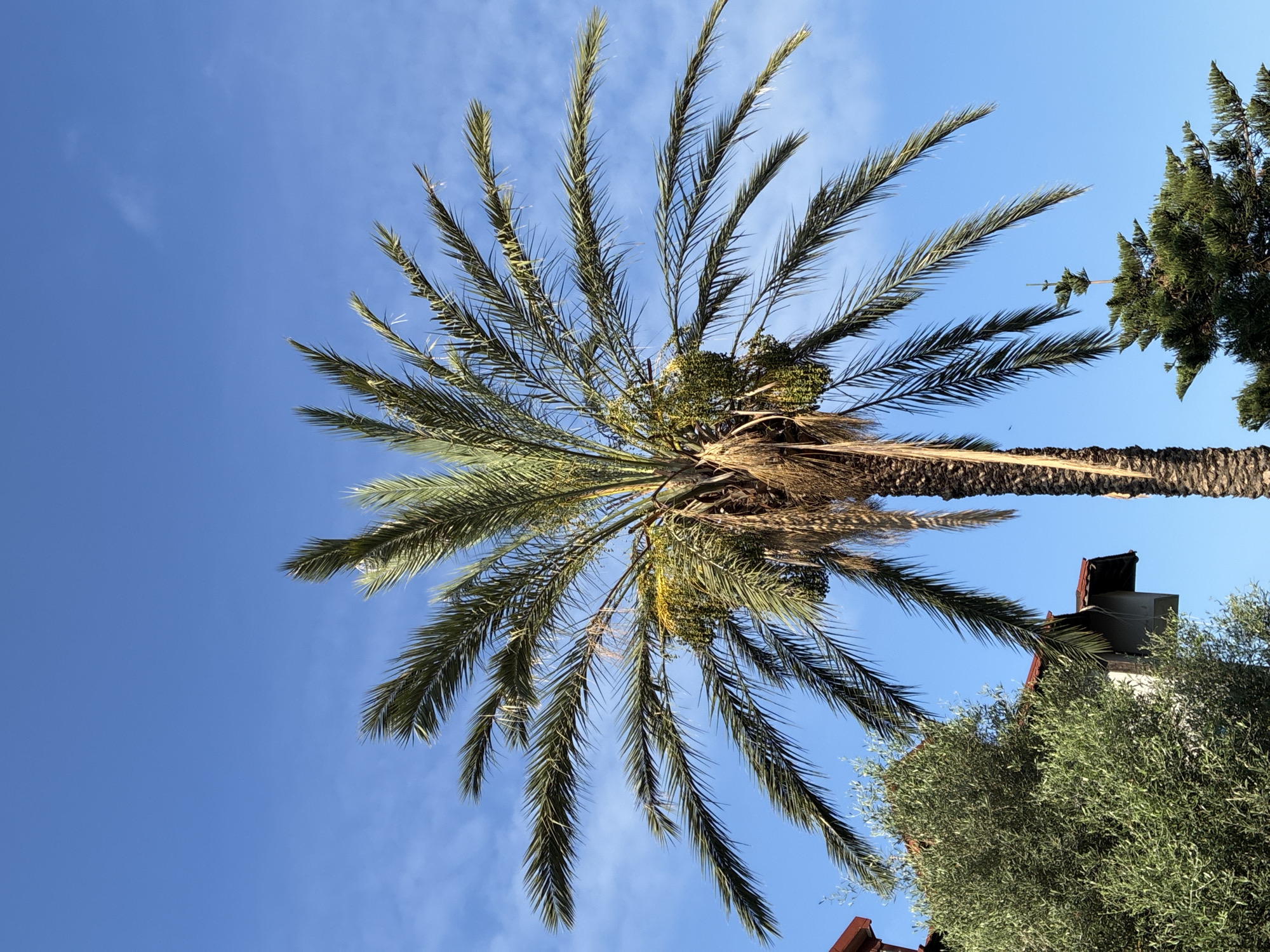 A close-up, vertical, medium shot captures a lush, mature palm tree against a clear, bright blue sky with scattered wispy clouds. The palm tree's fronds, a vibrant green, fan out widely, with some fronds displaying a slight droop. Clusters of green dates are visible amongst the fronds, suggesting a season of abundance. The rough, textured trunk of the palm tree is prominently featured. To the left of the palm, a dense, green olive tree with smaller leaves partially obscures the corner of a building with a reddish-brown tiled roof. Further to the right and slightly behind the palm, the top of a coniferous tree with dark green foliage is visible. The overall impression is a sunny, warm day, likely in a Mediterranean climate, with elements suggesting a residential or resort setting.