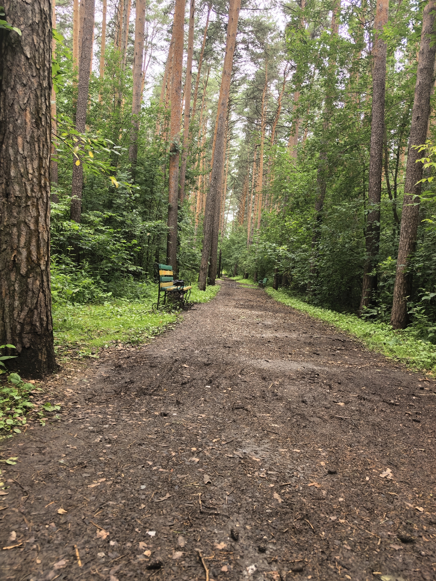 A dirt path winds through a dense forest in Yekaterinburg, Russia. Tall, slender pine trees with rough, reddish-brown bark line both sides of the path, their branches forming a canopy overhead that filters the daylight. The ground is damp and muddy, covered with fallen leaves, twigs, and small pebbles. Lush green undergrowth, including ferns and other small plants, thrives along the edges of the path. In the mid-ground, to the left of the path, sits a park bench with a green and yellow striped seat and an ornate, dark metal frame. The bench appears weathered, suggesting it has been in place for some time. The overall atmosphere is one of natural tranquility, typical of a park or forest trail within the city. There are no people or animals visible in the frame, and no obvious signs of recent activity other than the muddy path. The sky is overcast, contributing to the soft, diffused lighting of the scene.