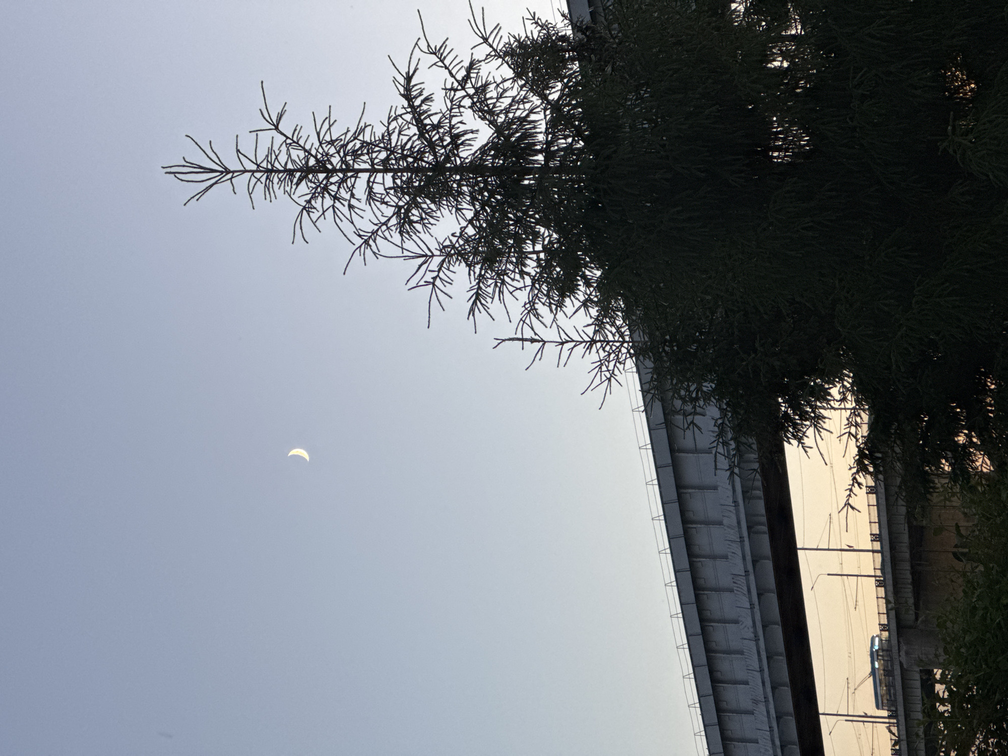 This is a photograph of the sky over the city of Novosibirsk, Russia, during twilight. A thin crescent moon is visible in the pale blue sky. In the foreground, the dark silhouette of a large evergreen tree, likely a spruce or fir, dominates the right side of the frame. Behind the tree, two elevated overpasses are visible. The upper overpass is a concrete structure with a fence-like railing. The lower overpass, positioned beneath the first, appears to be a bridge carrying a tram or light rail, with a vehicle clearly visible on it. The sky behind the lower overpass is a warm orange and yellow, suggesting the last rays of sunset. The overall scene captures a serene, transitional moment between day and night, with urban infrastructure juxtaposed against natural elements.