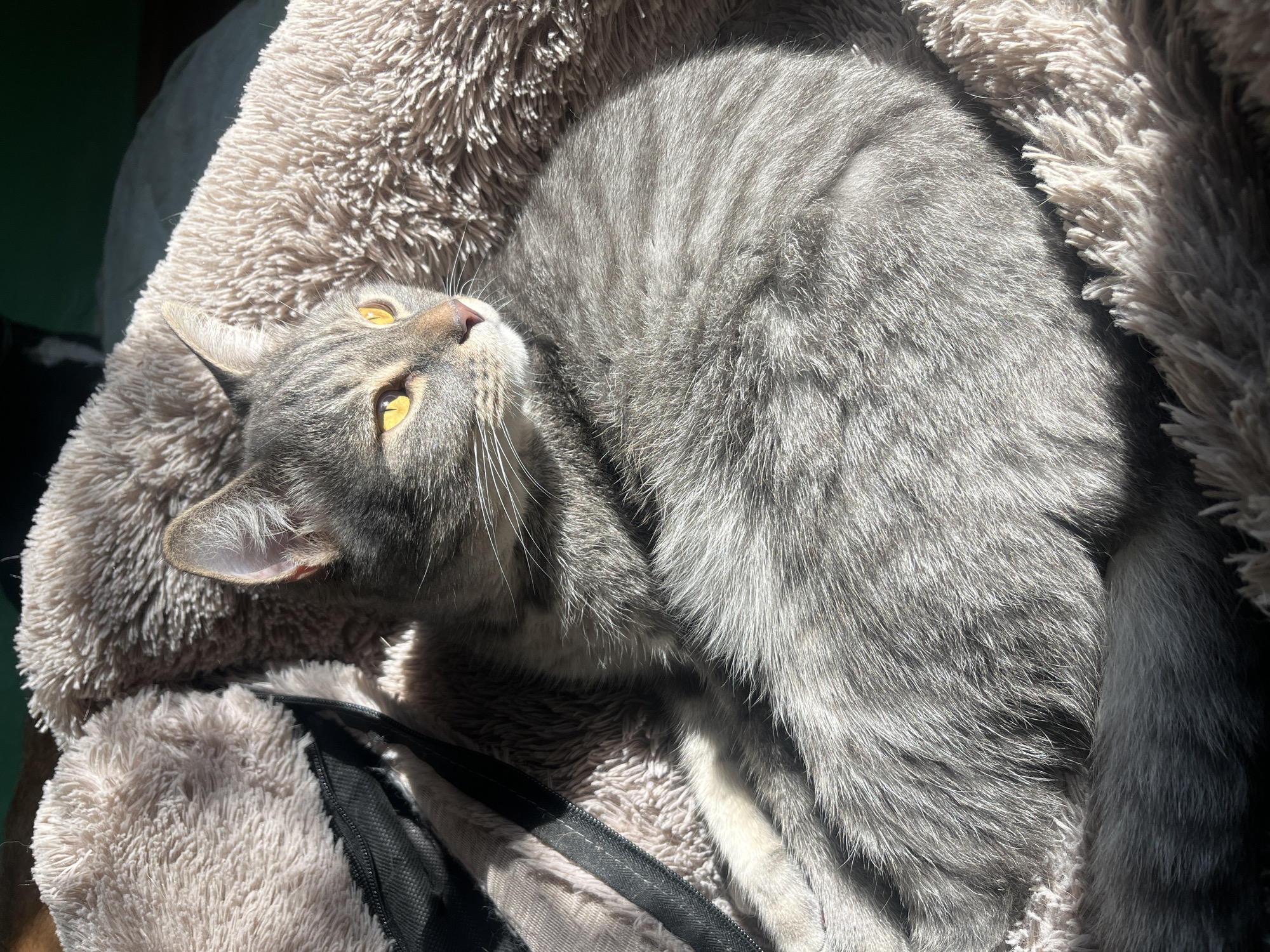 A close-up, sun-drenched shot captures a gray tabby cat curled up on a plush, cream-colored bed. The cat's bright yellow eyes are narrowed as it gazes to the right. The background is dark and out of focus, with a hint of a dark green surface. The image is taken from a high angle. The location in the city of Nizhny Tagil, Russia, is not determinable from the image.