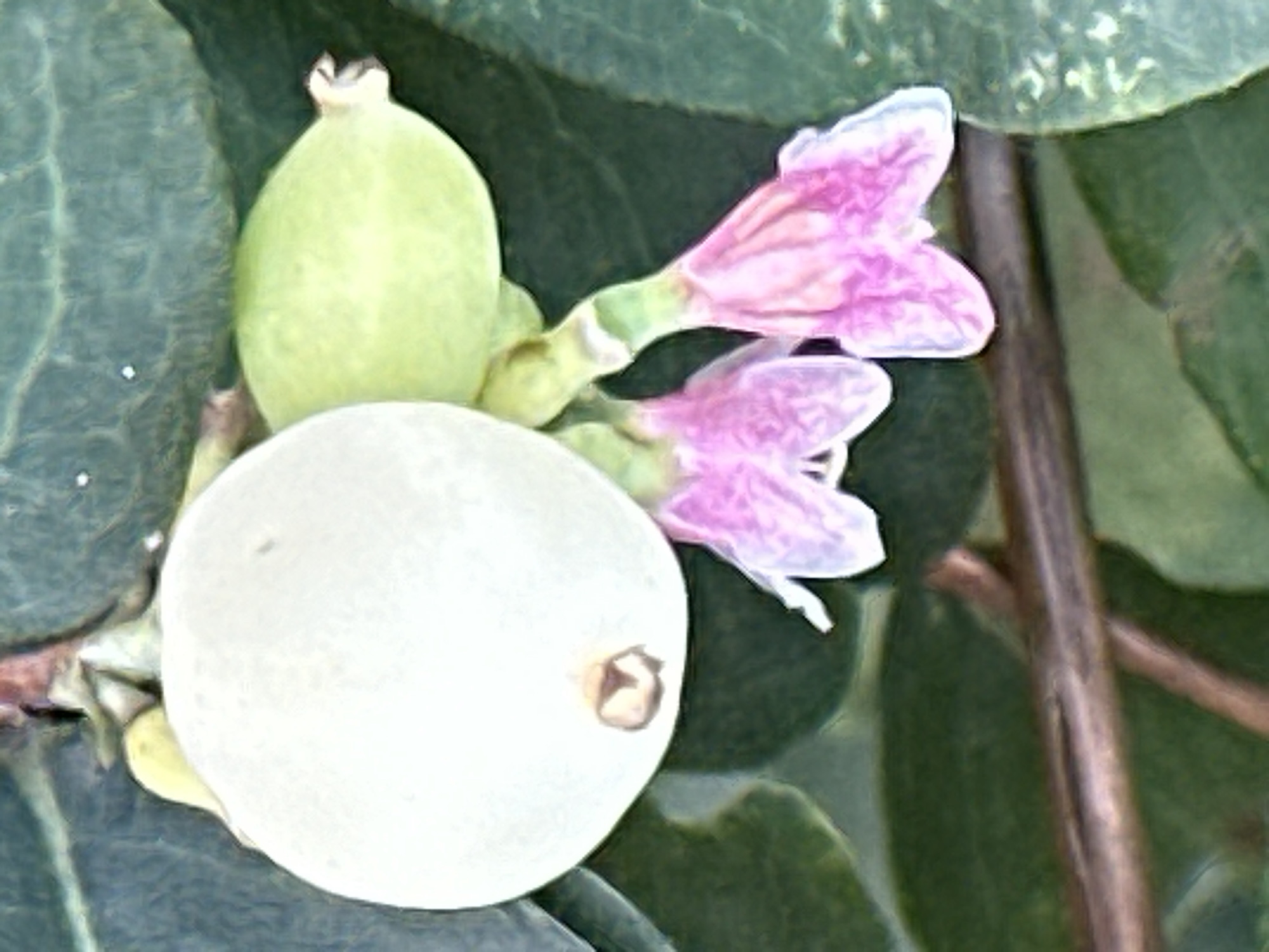 A close-up, shallow depth-of-field photograph shows a cluster of light green and white berries and pink flowers against a backdrop of dark green leaves. A brown twig runs horizontally through the lower portion of the frame. The image appears to be a photograph of a plant, with no discernible connection to the city of Podolsk, Russia.