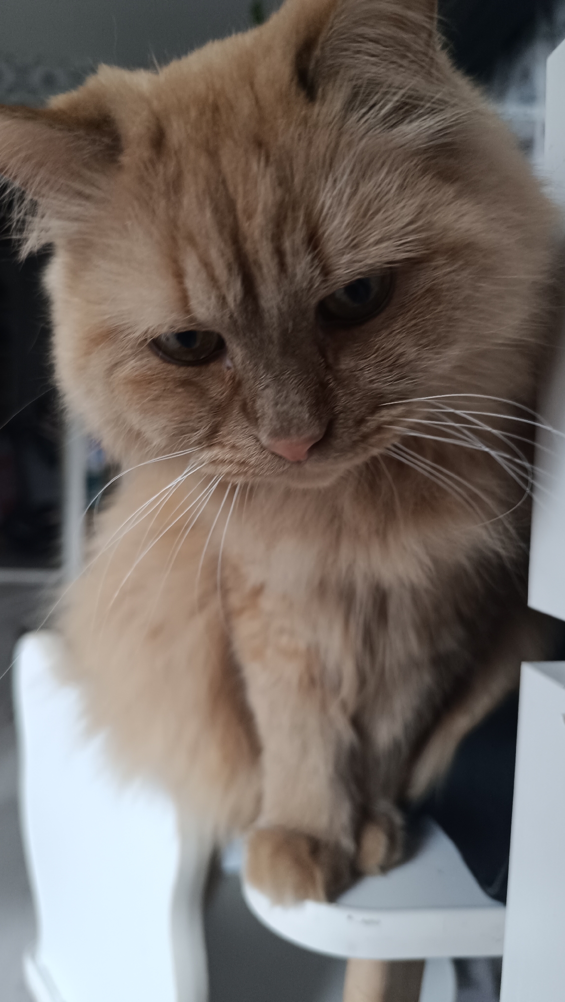 A medium shot captures an orange tabby cat sitting on a white surface, with its head tilted down and to the right. The cat has long, wispy white whiskers that fan out from its muzzle. Its fur is a warm, peachy orange, with darker tabby markings visible on its forehead and around its eyes. The cat's eyes are partially closed, and its gaze is directed downwards, suggesting a state of rest or contemplation. The background is softly blurred, with hints of a gray wall and a white object to the right, possibly part of a piece of furniture. The overall impression is one of quiet domesticity. The image location is not specified in the provided information.