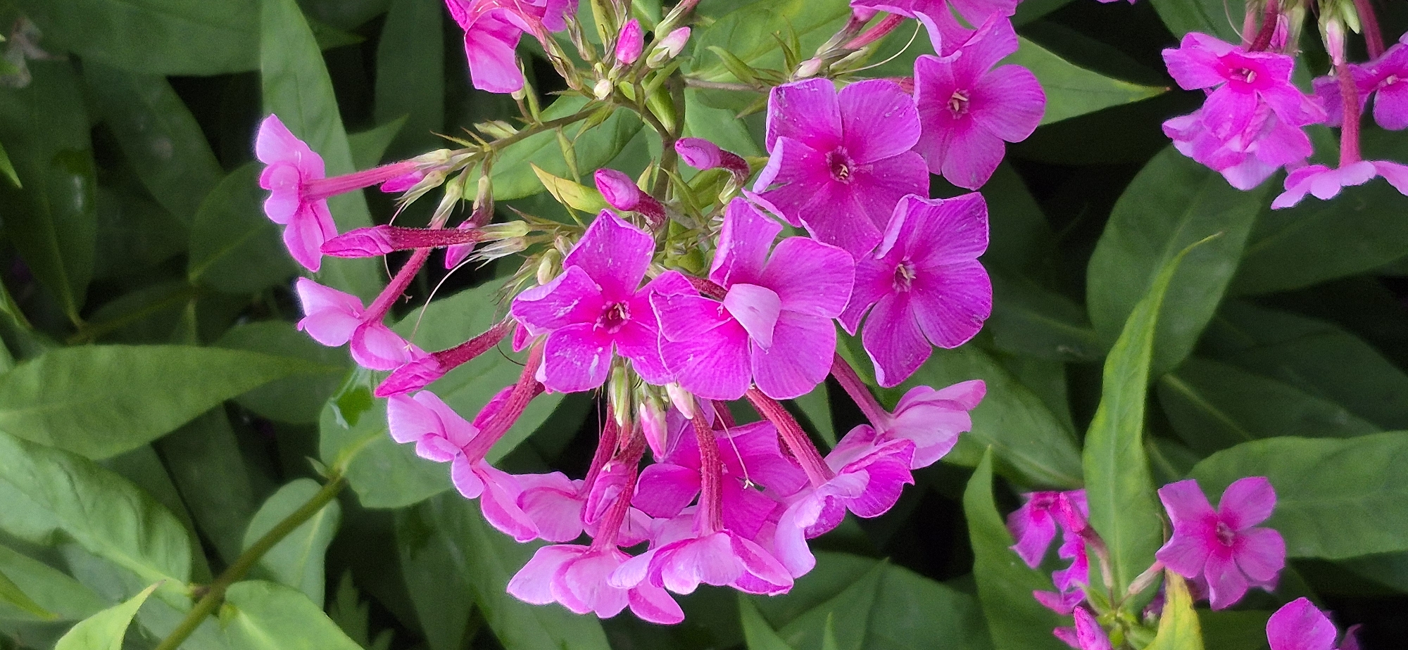 A close-up, vertical, eye-level shot displays a cluster of vibrant pink phlox flowers blooming amidst lush green foliage. The flowers are the primary subject, with multiple blooms in various stages of opening, some with five petals and others still in bud form. Their color ranges from a deep fuchsia to a lighter pink. The background consists of out-of-focus green leaves, creating a soft bokeh effect that makes the flowers stand out. The lighting appears to be natural daylight, highlighting the textures and delicate details of the petals. There is no indication of human presence, specific location in Ussurijsk, Russia, or any discernible action or interaction. The scene is a still life of natural beauty.