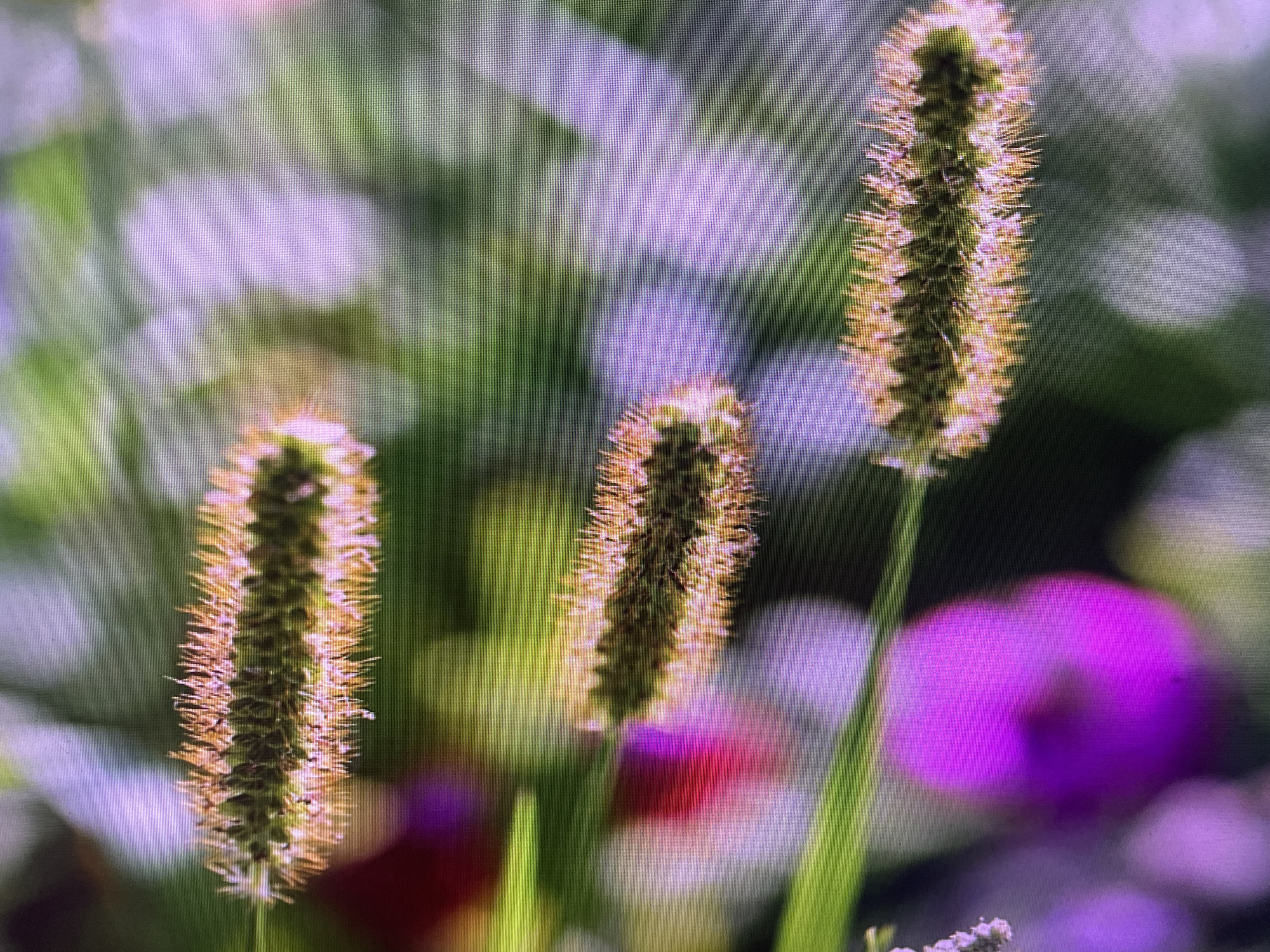 The image is a close-up, macro photograph of foxtail grass seed heads. Three foxtail seed heads are visible, arranged diagonally from lower left to upper right. The seed heads are green at the base and transition to a yellowish-orange at the tips, with many fine, hair-like structures protruding. The background is softly blurred, creating a bokeh effect, with patches of green, white, and vibrant purple. The lighting appears to be natural, with the sun illuminating the seed heads from behind, highlighting their texture. The image has a slightly pixelated appearance, suggesting it was taken with a digital camera or phone. The overall impression is one of delicate natural beauty. There is no indication of a specific location within the city of Rivne, Ukraine, or any people or actions depicted in the scene.