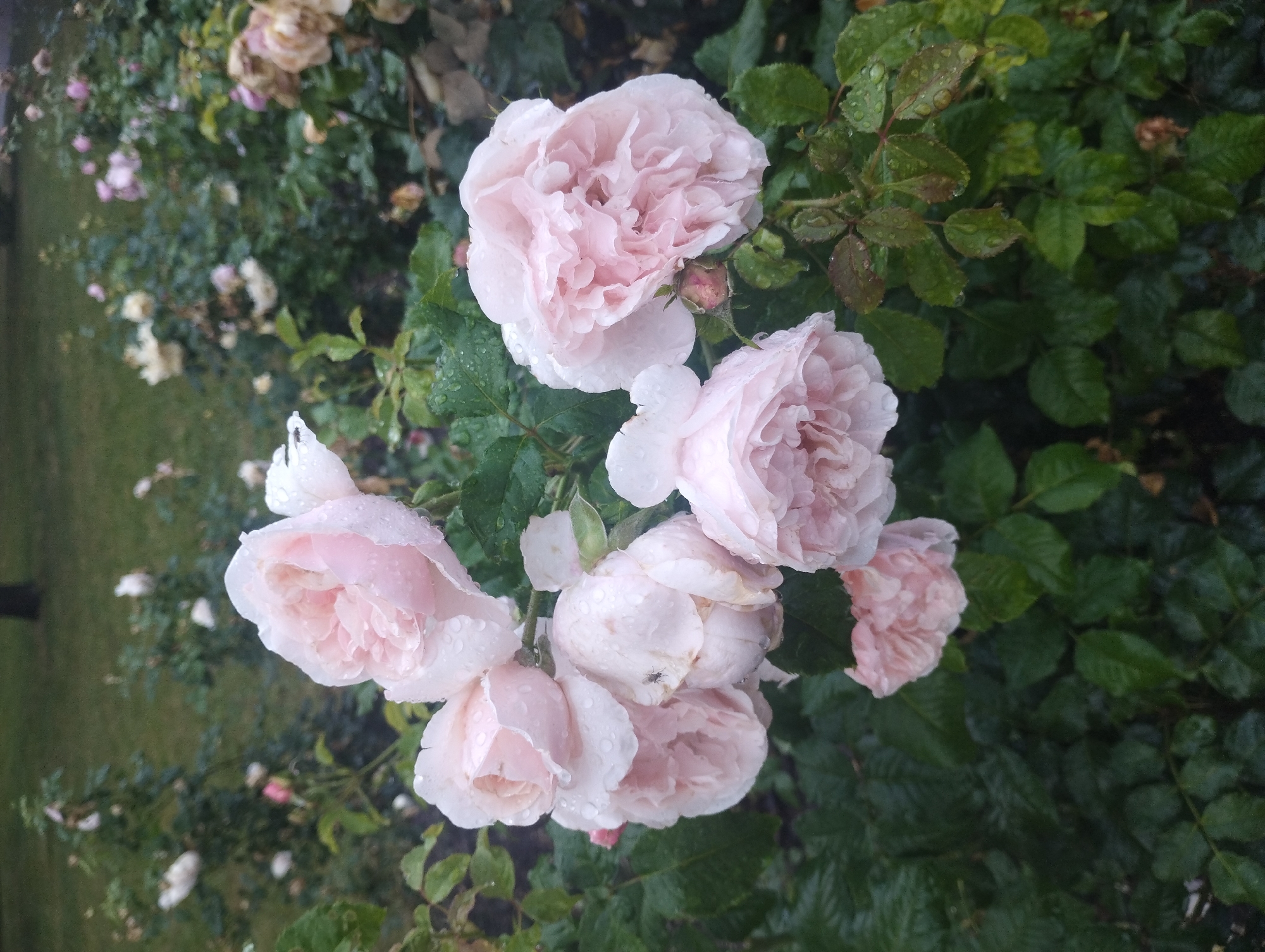 The image shows a cluster of pale pink roses in full bloom, with water droplets on their petals. The roses are surrounded by dark green leaves, also glistening with water. In the background, other rose bushes and a grassy area are visible, suggesting a garden or park setting. The lighting suggests it is daytime, possibly after rain. No people are present in the image. The scene is consistent with a location in the city of Sumy, Ukraine, known for its many parks and gardens where roses are commonly cultivated.