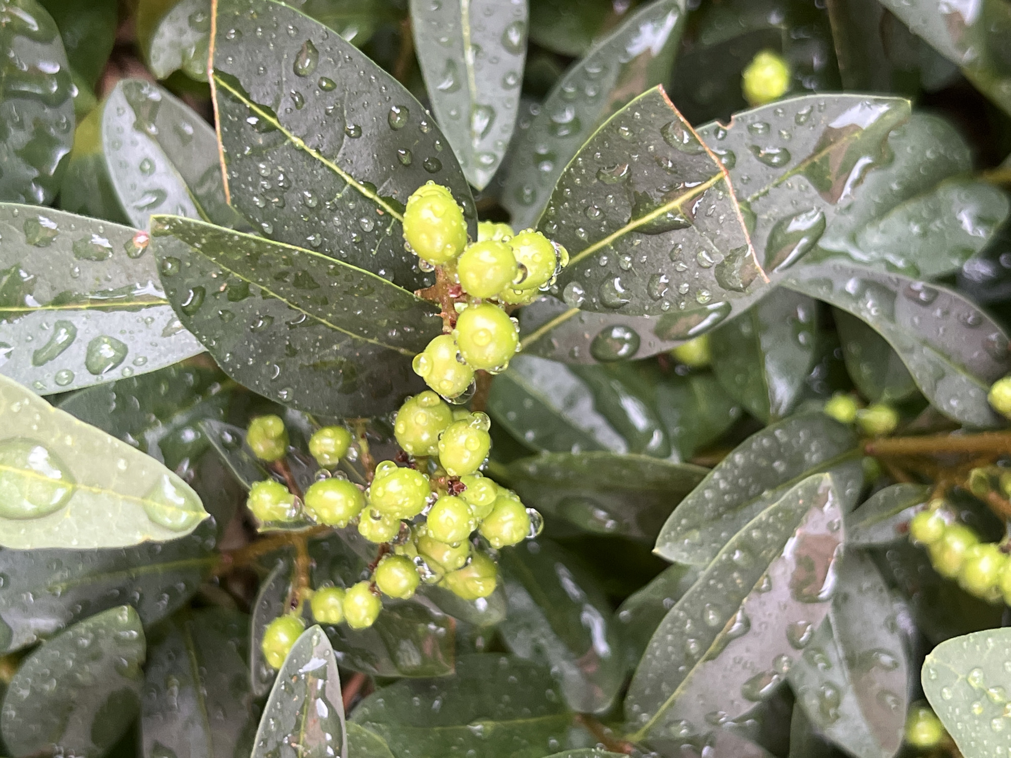 The image is a close-up shot of green leaves with water droplets on them. In the center of the frame, a cluster of small, light green berries is visible, also covered in water droplets. The leaves are dark green and have a glossy appearance due to the water. The background is blurred, showing more of the same foliage. The scene appears to be outdoors, likely in a garden or park, suggesting a natural, possibly post-rain environment. There are no people or man-made objects visible, and no specific location in Kyiv, Ukraine, can be identified from the visual information provided.