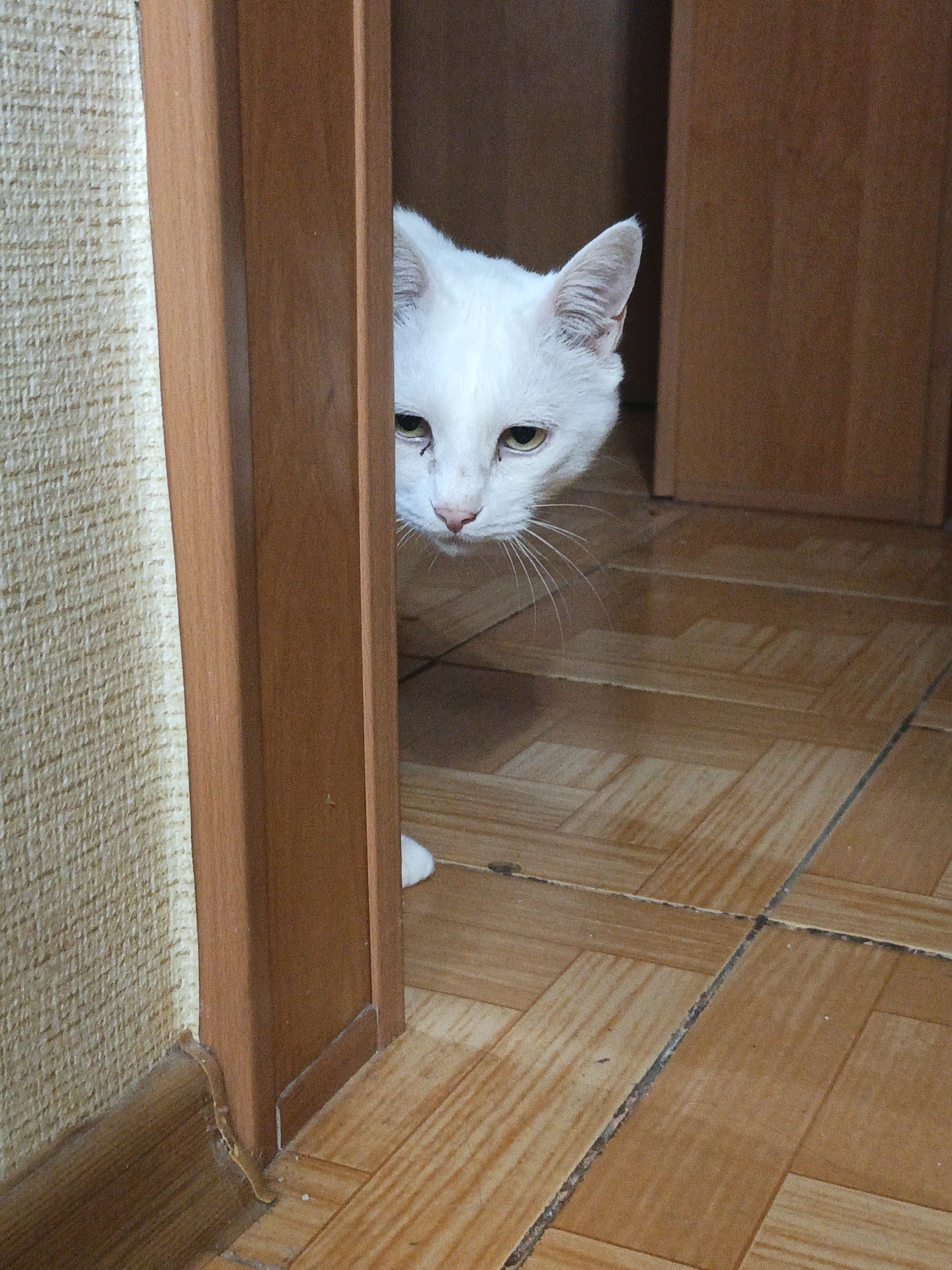 A white cat peeks out from behind a wooden door frame. The cat's head is visible, with its ears, eyes, nose, and whiskers. The surrounding environment includes a tiled floor and textured walls. The location is an interior setting, potentially a residential building in Sevastopol, Ukraine.