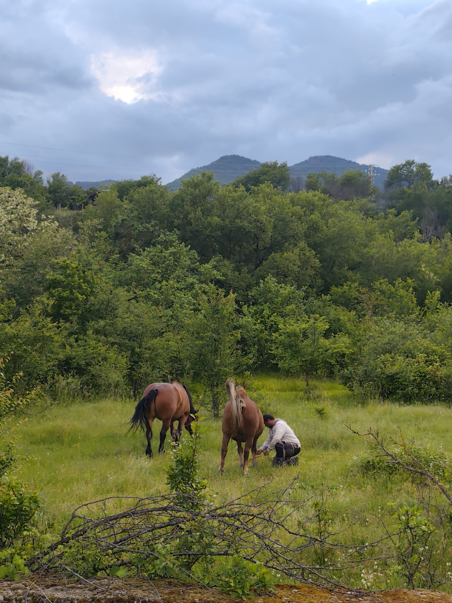The image depicts a rural scene, likely in the vicinity of Mosomishte, Bulgaria, as indicated by the prompt. Two light brown horses graze in a grassy meadow surrounded by dense green trees and shrubs. A man kneels between the horses, facing away from the camera, appearing to attend to one of the animals. He is wearing a white long-sleeved shirt, dark pants, and a dark hat. The sky is overcast with gray clouds, and a range of hills or small mountains is visible in the distance, covered with trees. In the foreground, there is a tangle of dead branches and some moss-covered rocks. A powerline is visible in the midground on the right side of the image.