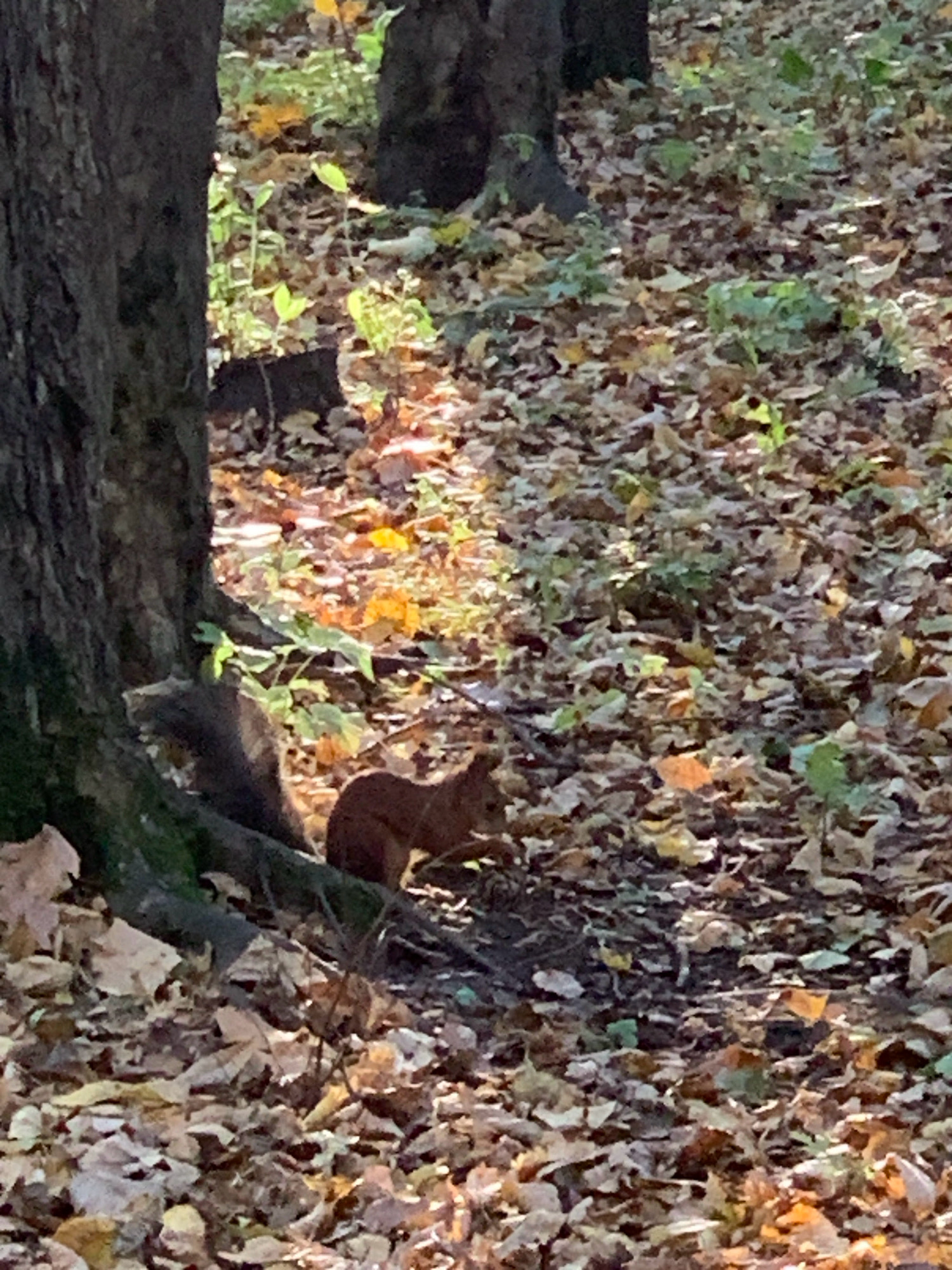 A red squirrel is visible in the lower right quadrant of the image, facing left and appearing to eat something. The squirrel is situated on a ground covered with fallen autumn leaves. To the left of the squirrel is the base of a large tree trunk. Sunlight filters through the trees, illuminating patches of the leaf-covered ground. The scene is set in a forest or park environment, which is consistent with the natural habitat of squirrels. The image is a photograph taken outdoors during the daytime.