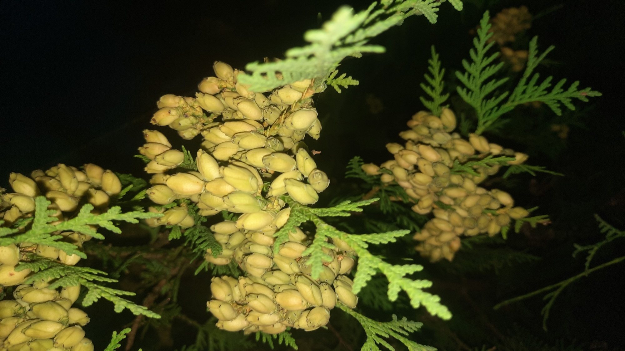 The image shows a close-up of a conifer branch with multiple clusters of light green, cone-like structures. The background is dark, indicating nighttime or a dimly lit area. The foliage of the conifer is visible, with its characteristic flattened, scale-like leaves. The cone clusters appear to be undeveloped or young. There are no people or animals in the image. The scene is natural and does not appear to be in an urban setting. It is not possible to determine the specific location within the city of Шклоў, Belarus from the image alone.