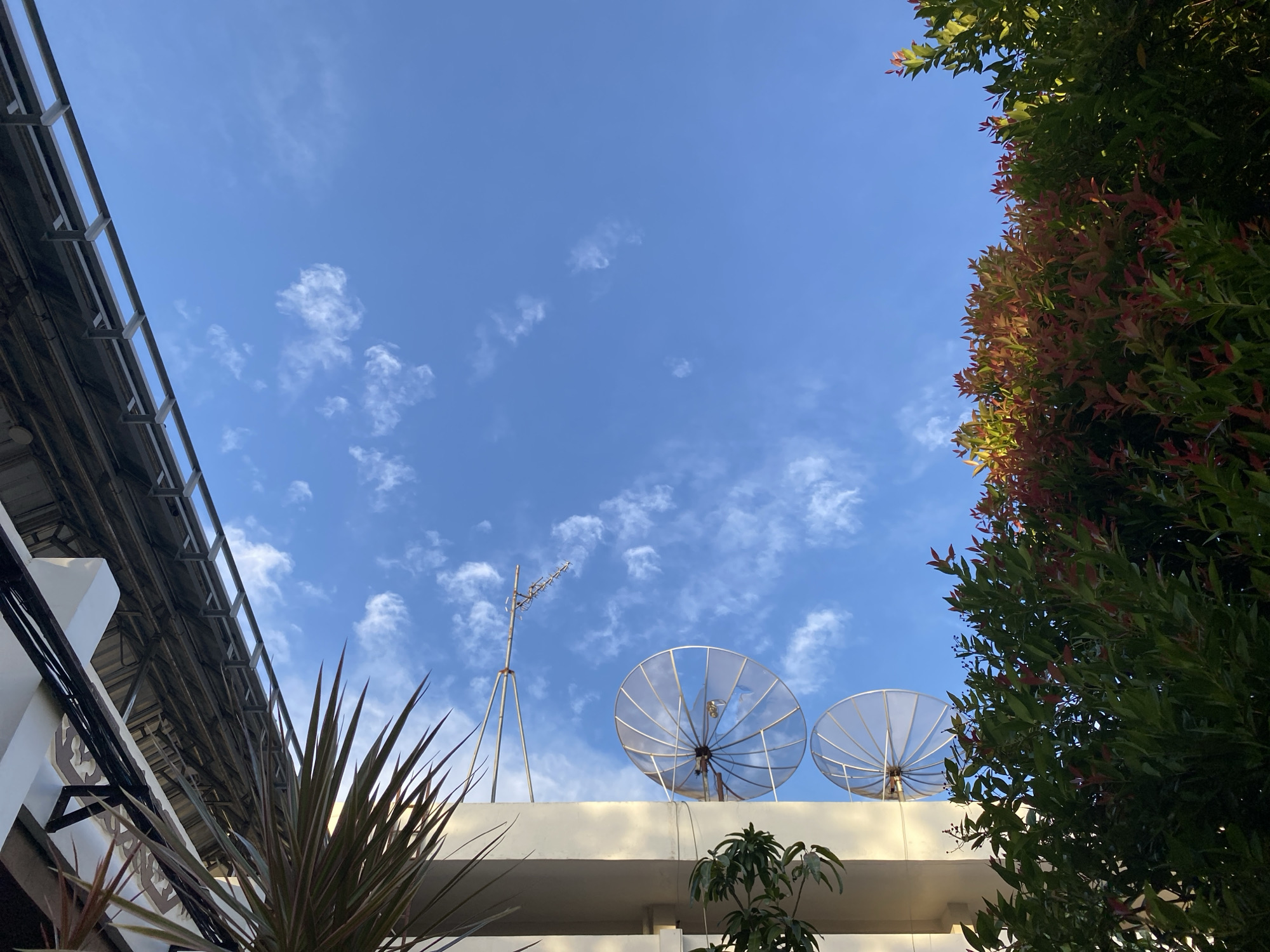 The image captures a view from below, looking up at a bright blue sky with scattered white clouds. The scene is framed by lush green foliage on the right, with some reddish leaves visible towards the top. On the left side of the image, a portion of a building's roof structure is visible, with metal beams and what appears to be roofing material. In the foreground, on the left, are the sharp, spiky leaves of a plant.
Dominating the rooftop in the center of the image are two satellite dishes facing upwards. To the left of the satellite dishes, a tall, slender antenna with multiple horizontal elements stands on a tripod. The rooftop itself is a light-colored, flat surface. A few small trees or large plants are also present on the rooftop. The overall impression is an urban rooftop scene on a clear day, possibly in a residential or commercial area.