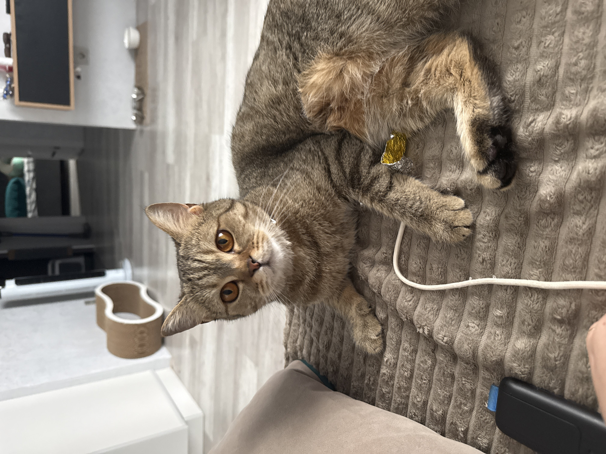 A tabby cat with large orange eyes is lying on a textured brown blanket. The cat is positioned in the foreground of the image, with its body angled to the right. A white cord is visible on the blanket, near the cat's front paws. To the left of the cat, a portion of a beige pillow is visible. In the background, a wooden cat scratching post is present, along with a tall white fan and a television screen mounted on the wall. The floor appears to be light-colored laminate. There is no indication of the location being Izhevsk, Russia, or any other specific city.