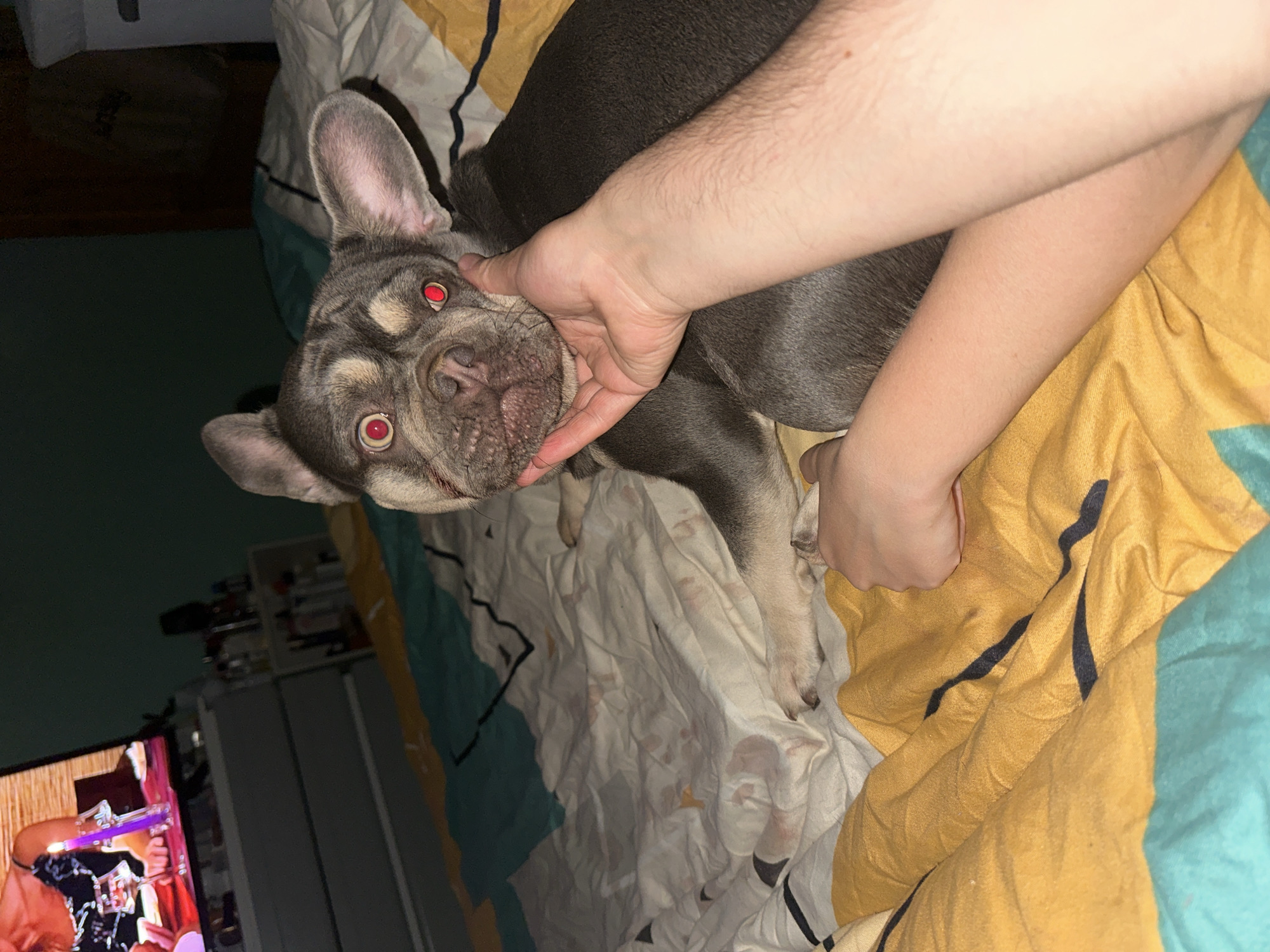 A French bulldog lies on a bed with a person's hands touching its face. The dog has grey fur and red eyes. The bed is covered with a yellow and blue patterned comforter. In the background, a television is on, showing a woman with a candle. A dresser with various items on it is also visible. The environment appears to be a bedroom.
