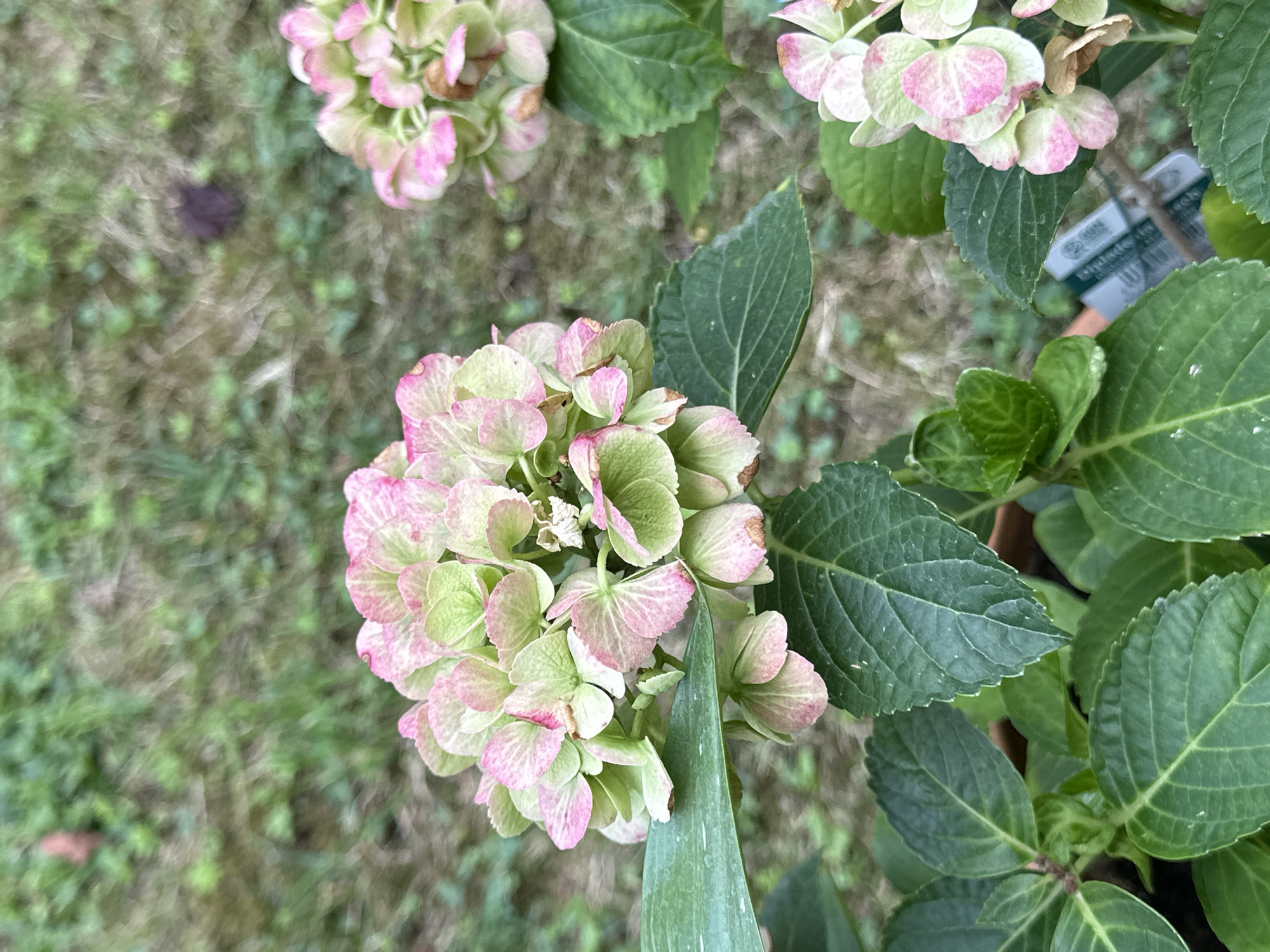 This is a close-up, eye-level shot of flowering hydrangea bushes in an outdoor setting, possibly a garden or park in Krefeld, Germany. The focus is on the large, rounded flower heads, which display a gradient of colors from pale green to pink, with some browning on the edges of the petals. Lush green leaves with prominent veins surround the flowers. In the background, the ground is covered with dry grass and sparse green shoots, suggesting a somewhat unkempt or natural area. A blurred plant label is visible at the bottom right of the image. No people or animals are present. The lighting appears to be natural daylight, casting soft shadows.