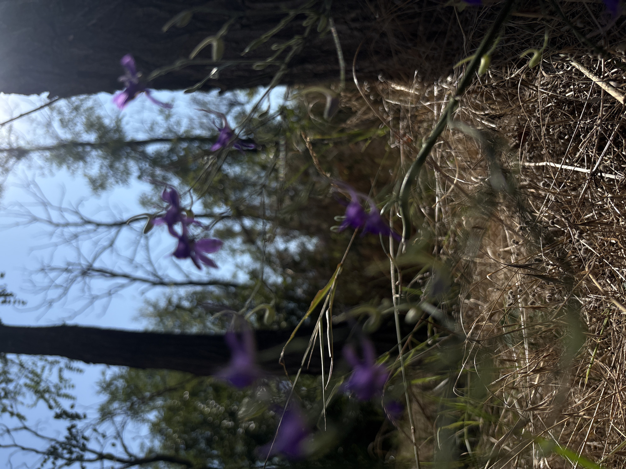 The image depicts a close-up, low-angle view of purple flowers and dry grass in a wooded area. The foreground is dominated by dry, straw-like grass, with several delicate purple flowers in various stages of bloom scattered throughout. The flowers have thin, wispy petals and appear to be on slender stems. Behind the flowers and grass, a large tree trunk is visible on the right side of the frame, its dark bark contrasting with the lighter tones of the vegetation. The background is blurred, showing the silhouettes of more trees and the bright sky, suggesting an outdoor environment, possibly a forest or park. The lighting suggests it is daytime, with sunlight filtering through the trees, creating some lens flare. The overall impression is one of natural, somewhat wild, vegetation.