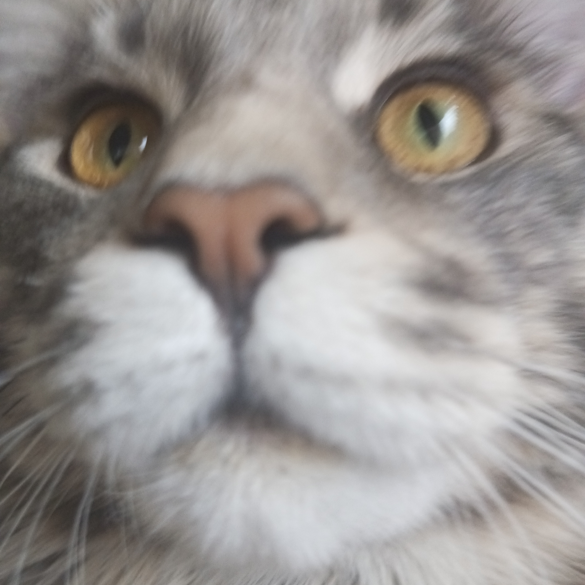 The image is a close-up, blurred view of a cat's face. The cat has amber eyes, a pink nose, and a gray and white coat. The location is not discernible from the image.