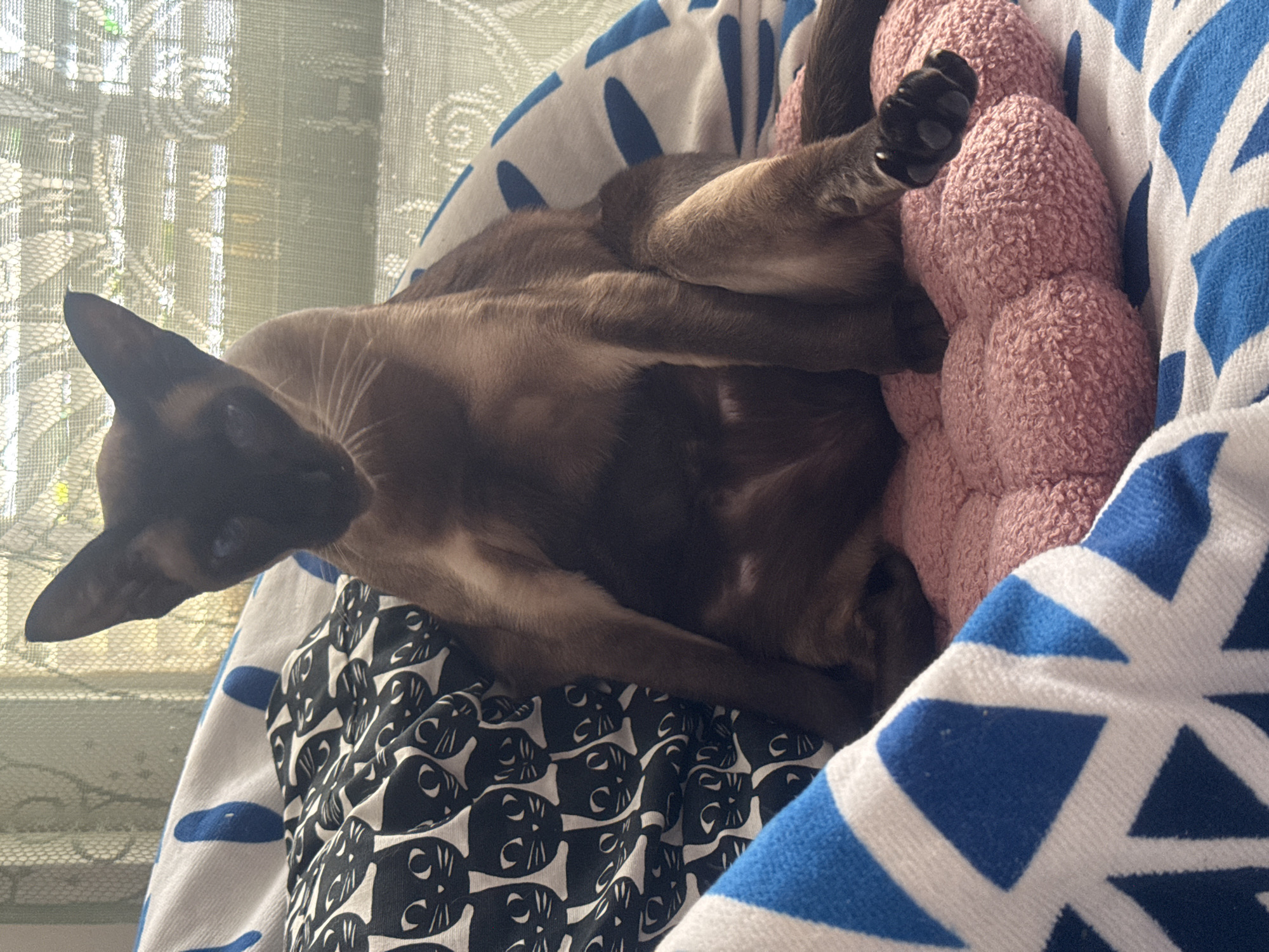 A Siamese cat is curled up in a pet bed with a pink plush toy inside, possibly in Ramat Gan, Israel. The pet bed has a black and white patterned fabric on one side and a blue and white striped fabric on the other. The cat is mostly brown with a dark face and ears. Its paw is visible, with black toe beans. A window with patterned curtains is in the background.