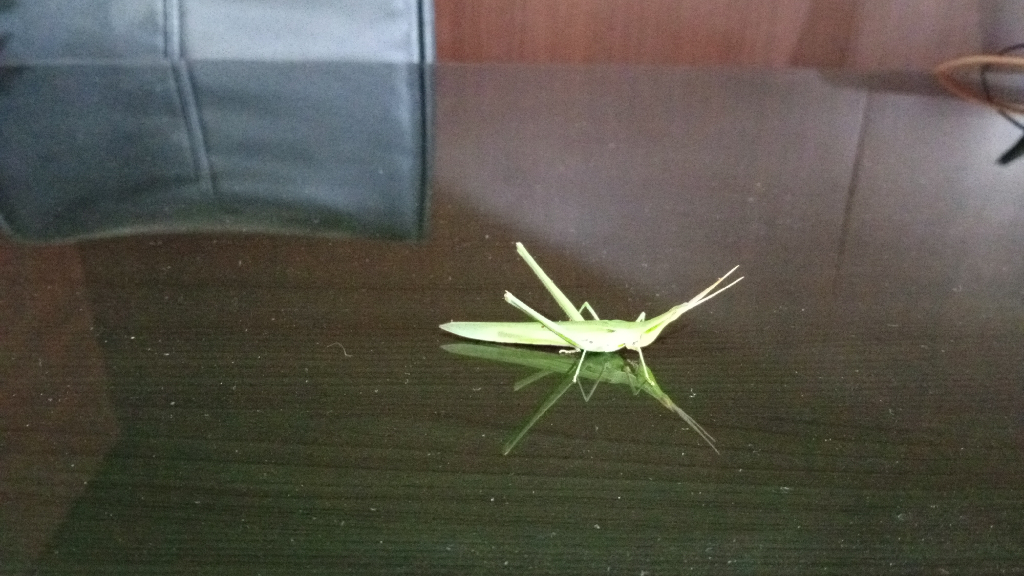 A light green grasshopper is perched on a dark, reflective surface, possibly a table. Its body is elongated, with visible antennae and long legs. The grasshopper is positioned at an angle, and its reflection is clearly visible below it. In the background, a portion of a dark leather object, possibly a bag, is visible on the left side of the frame, and a blurred brown surface with a dark object is on the right. The overall environment appears to be indoors, with the lighting suggesting it's daytime. There is no indication of the location being in the city of Bireuen, Indonesia.