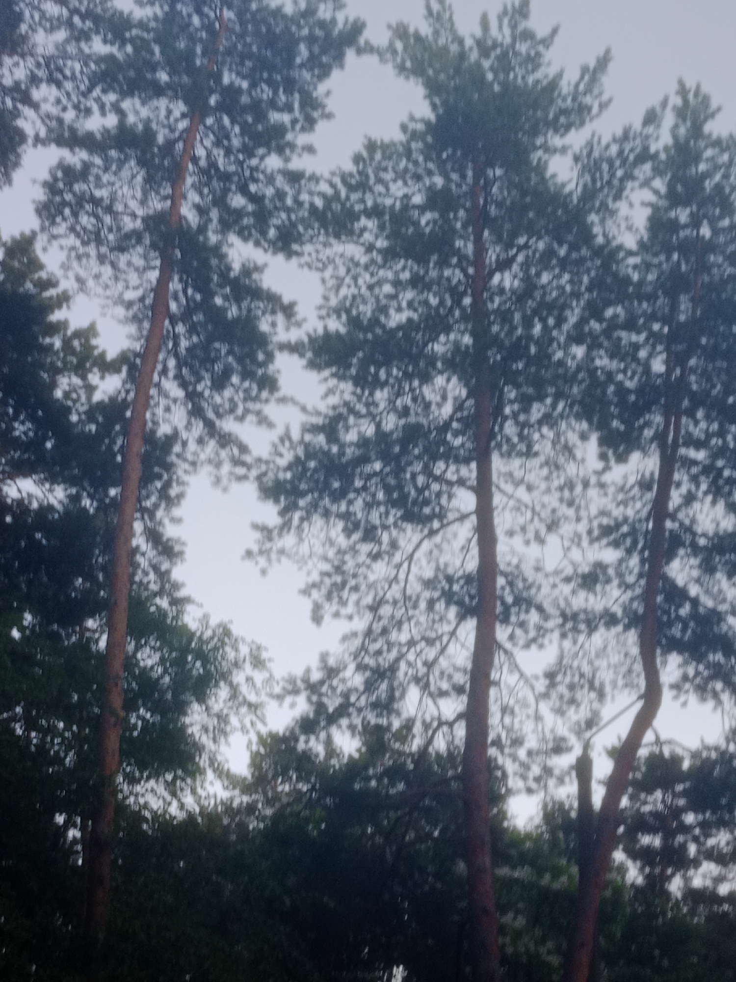 A photograph captures a cluster of tall pine trees against a muted, overcast sky. The trees are the dominant subject, with their dark green needles forming dense canopies. The trunks are a reddish-brown hue, and some branches are visible reaching upwards. The background consists of lighter, diffused sky and some darker foliage at the bottom of the frame. The image appears to be taken outdoors in a natural setting, likely a park or forest area. The lighting is soft and even, suggesting it was taken during daylight hours, possibly in the morning or evening, or on a cloudy day. The photograph has a slightly blurred quality, which may be due to motion or the camera's focus. There are no people or animals visible in the frame. The scene is serene and natural. The location in the city of Horishni Plavni, Ukraine is not discernible from the visual information presented in the image.