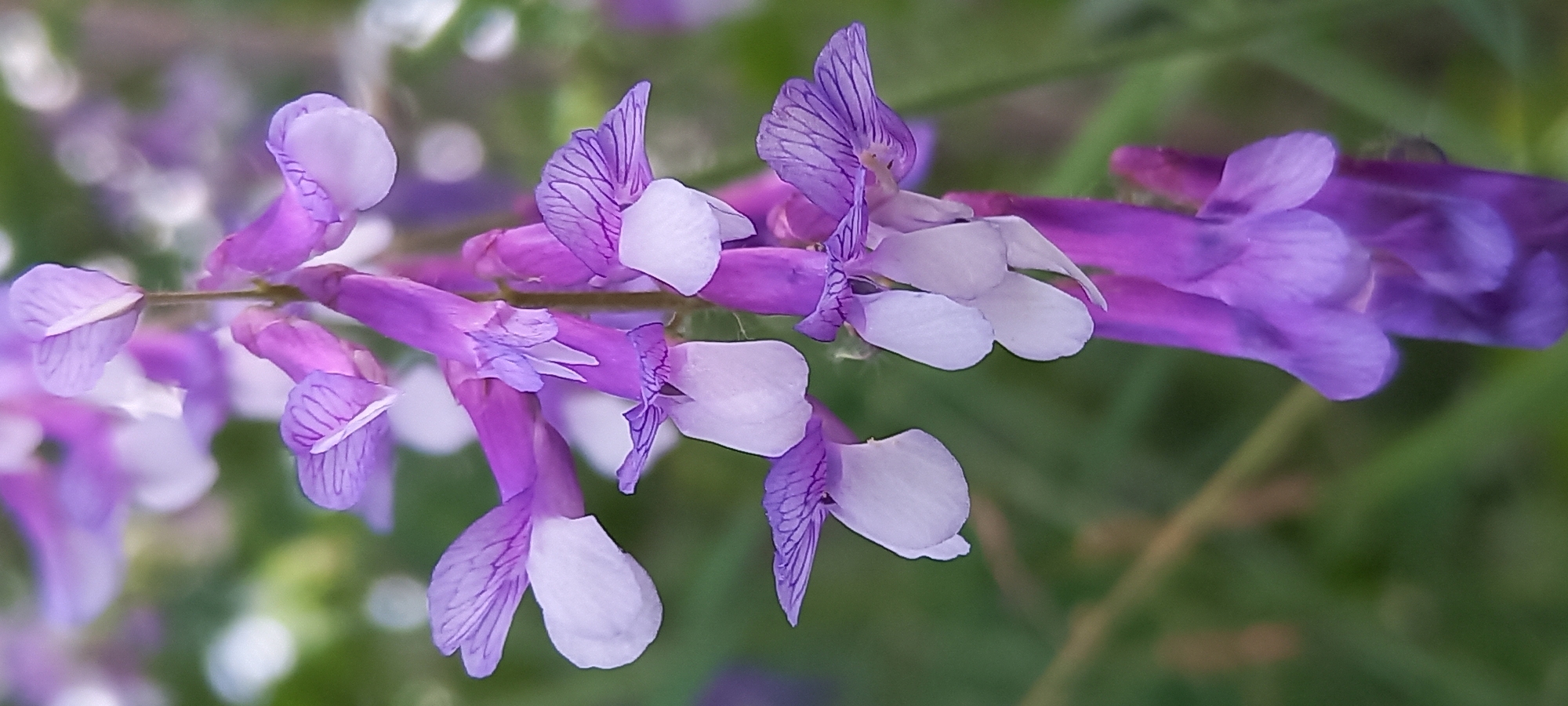 A close-up, vertical photograph displays the inflorescence of a plant, identified as likely a species of vetch (genus *Vicia* or similar Fabaceae). The central subject is a downward-hanging raceme composed of multiple individual flowers. Each flower exhibits a papilionaceous structure, characterized by a prominent purple standard (upper petal) with discernible darker venation, and lighter, nearly white, wings and keel petals. The flowers are densely packed along a central, faintly visible stem that exhibits minor pubescence.
The color palette is dominated by vibrant purple and white from the flowers, set against an out-of-focus background of various shades of green. The shallow depth of field blurs the background significantly, creating soft bokeh effects from diffused light sources or distant foliage. The lighting appears natural and even, illuminating the floral details without harsh shadows. No human figures or man-made objects are present in the frame. The scene suggests an outdoor, natural environment such as a meadow, garden, or wild growth. There are no identifiable landmarks or specific environmental cues within the image that allow for definitive geo-localization to the city of Kryvyi Rih, Ukraine.