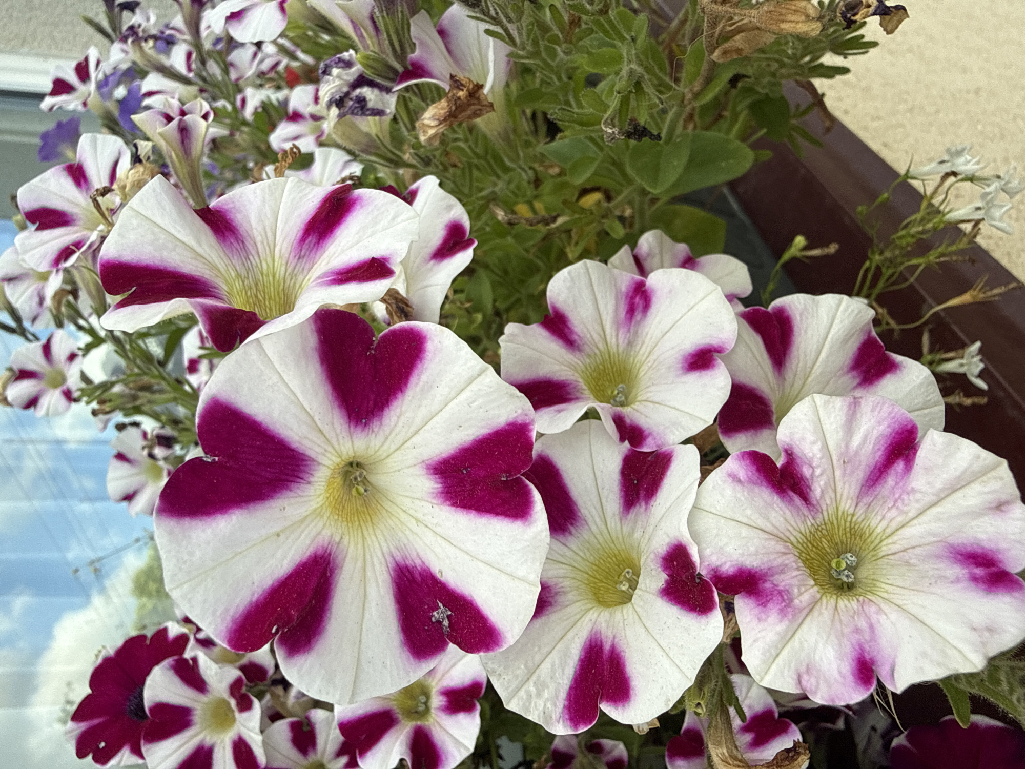 The image shows a close-up of several purple and white petunia flowers, some in bloom and others wilting. The flowers have a distinct striped pattern of deep pink or magenta against a white background. The center of each flower is a pale yellow or greenish hue. The petunias are in a planter, with green foliage visible. In the background, out of focus, there is a reflection of the sky with clouds, suggesting the planter is near a window or reflective surface. Some dried, brown flower remnants are interspersed among the healthy blooms, indicating the progression of the flowering season. The overall setting appears to be outdoors, possibly a garden or balcony in Vikraičiai, Lithuania, given the contextual information. There are no people or animals visible in the image.