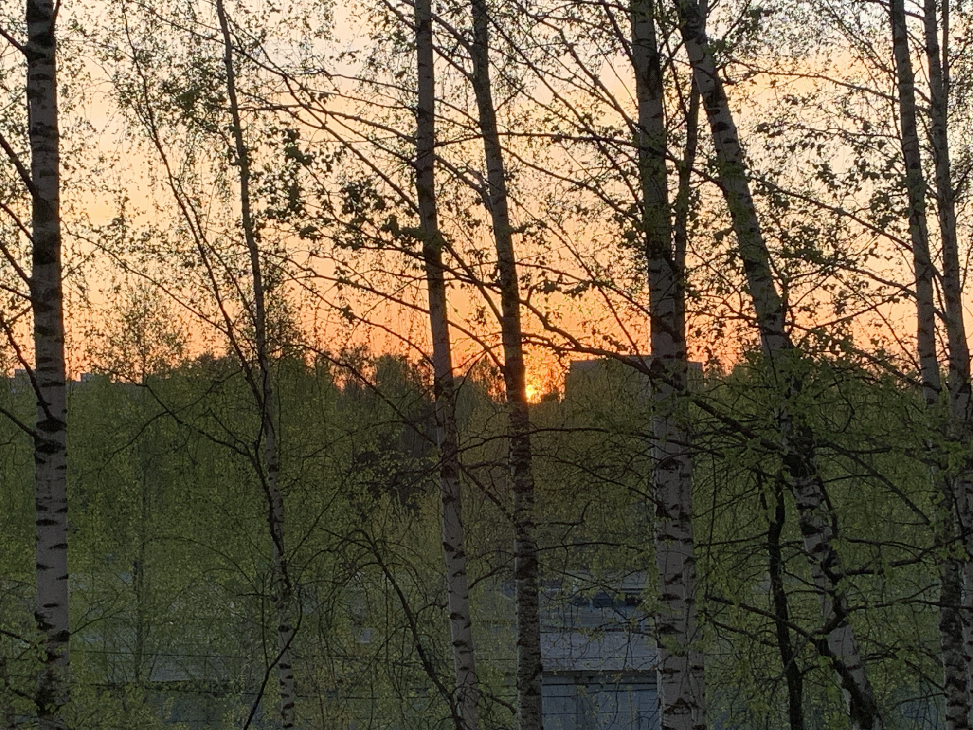 The image depicts a sunset viewed through a stand of birch trees, likely located in Chaikovsky, Russia. The setting sun is visible on the horizon, emitting an orange glow. The foreground features several birch trees with their characteristic white bark and black markings. Newly emerged green leaves partially obscure the view of the sun and the background. Behind the trees, there appears to be a building with windows, further suggesting an urban or suburban environment. The overall scene is peaceful and evocative, typical of landscapes found in regions like Chaikovsky.