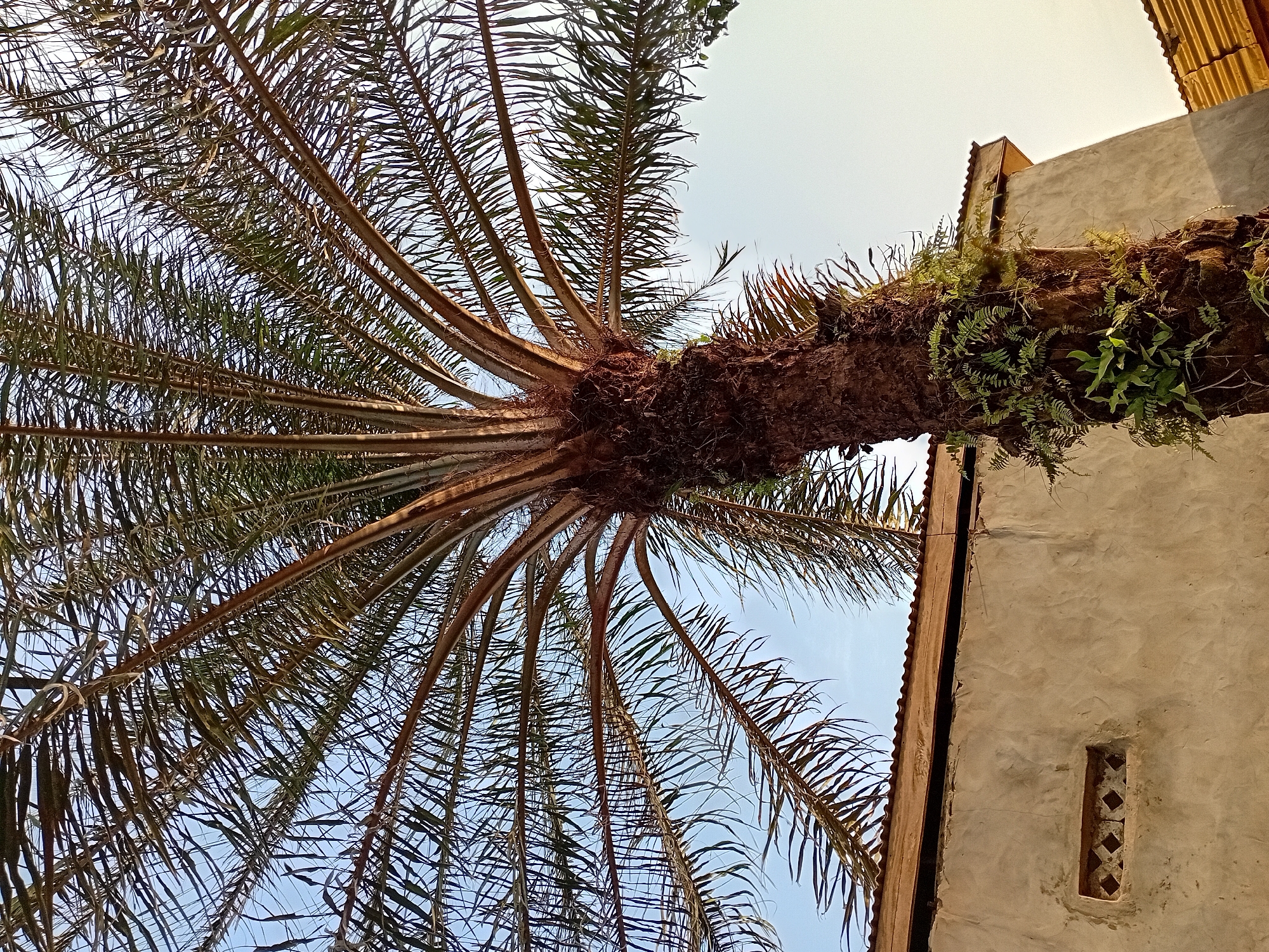 This is a low-angle, eye-level shot of a large palm tree trunk and its fronds, with a building visible in the background. The palm tree is positioned in the center of the frame, dominating the scene with its rough, textured bark and numerous long, green fronds extending upwards and outwards. Some green ferns are growing on the lower part of the trunk. Behind the palm tree, a neutral-colored building with a corrugated metal roof is partially visible. The building has a textured wall with a small, rectangular vent featuring a diamond pattern. The sky above is a clear, pale blue. The image appears to be taken outdoors, likely in a warm climate. There are no people or animals present in the image.