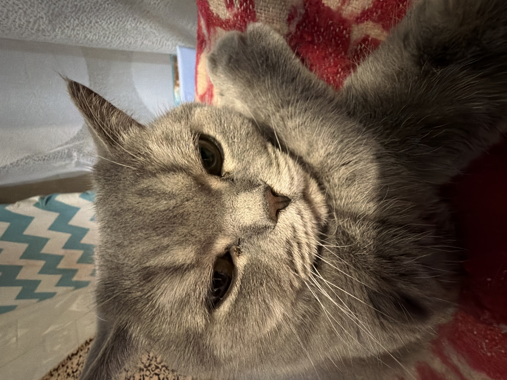 A close-up, slightly tilted shot shows a gray cat lying down. The cat's head is prominent, featuring green-yellow eyes, a small nose, and white whiskers. The fur is short and dense. Parts of the cat's paws are visible. The background includes a patterned red and white fabric, and a blue and white zigzag pattern on a surface beneath the cat. There is no information suggesting a location in Perm, Russia.