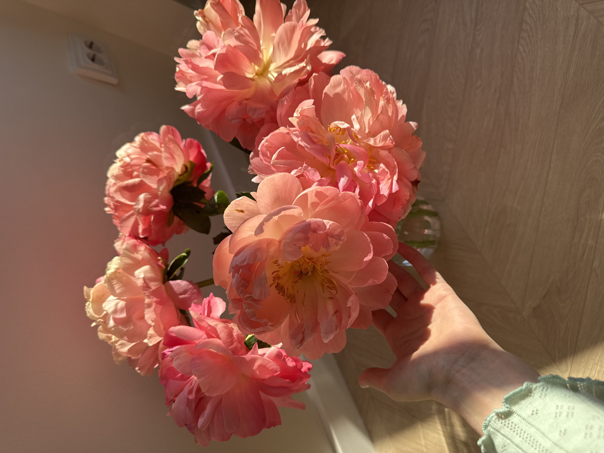 The image shows a bouquet of pink peonies in a vase. A hand is reaching towards one of the flowers. The background consists of a wall with an electrical outlet and a wood-patterned surface, likely a tabletop or floor. There is no visible information indicating that the picture was taken in Izhevsk, Russia.