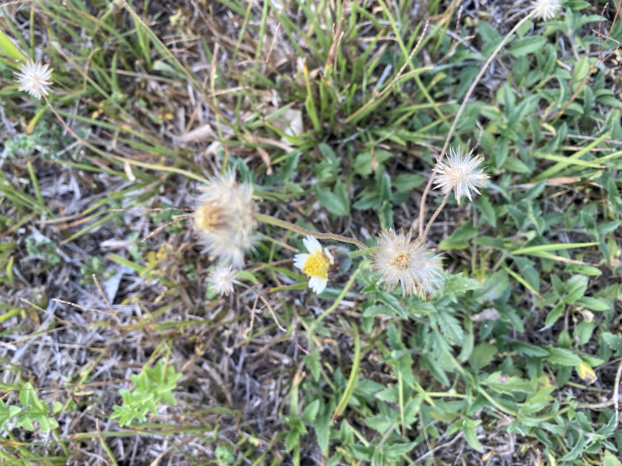 A close-up, top-down, slightly angled shot shows a patch of ground with scattered vegetation in Banjarbaru, Indonesia. The scene is dominated by dry, brown grass and a few green plants with toothed leaves. In the center, a small white flower with a yellow center is visible, its petals slightly drooping. Around it are several fluffy, seed-like structures, some with delicate, spiky filaments. The ground cover is a mix of dried organic matter and sparse green growth.