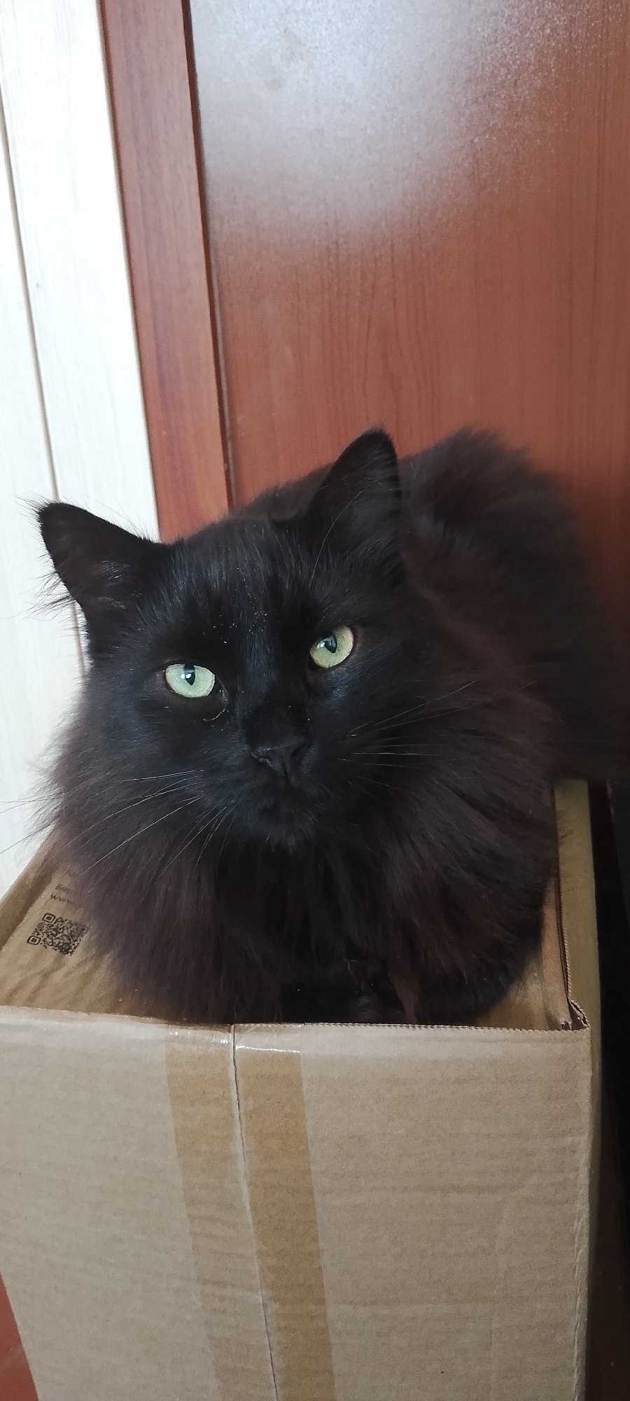 A black, fluffy cat with green eyes is sitting inside a cardboard box. The cat is facing the camera and appears to be looking directly at the viewer. The box is closed on the sides and open at the top, with the cat's body fitting snugly inside. The background consists of a wooden door or wall with vertical planks and a darker wooden surface to the right. The lighting is moderate, creating some shadows on the cat's fur and the background. There is a QR code and some text printed on the side of the cardboard box. The scene appears to be indoors, possibly in a home or storage area. The image does not contain any information that can identify its specific location in the city of Belgorod, Russia.