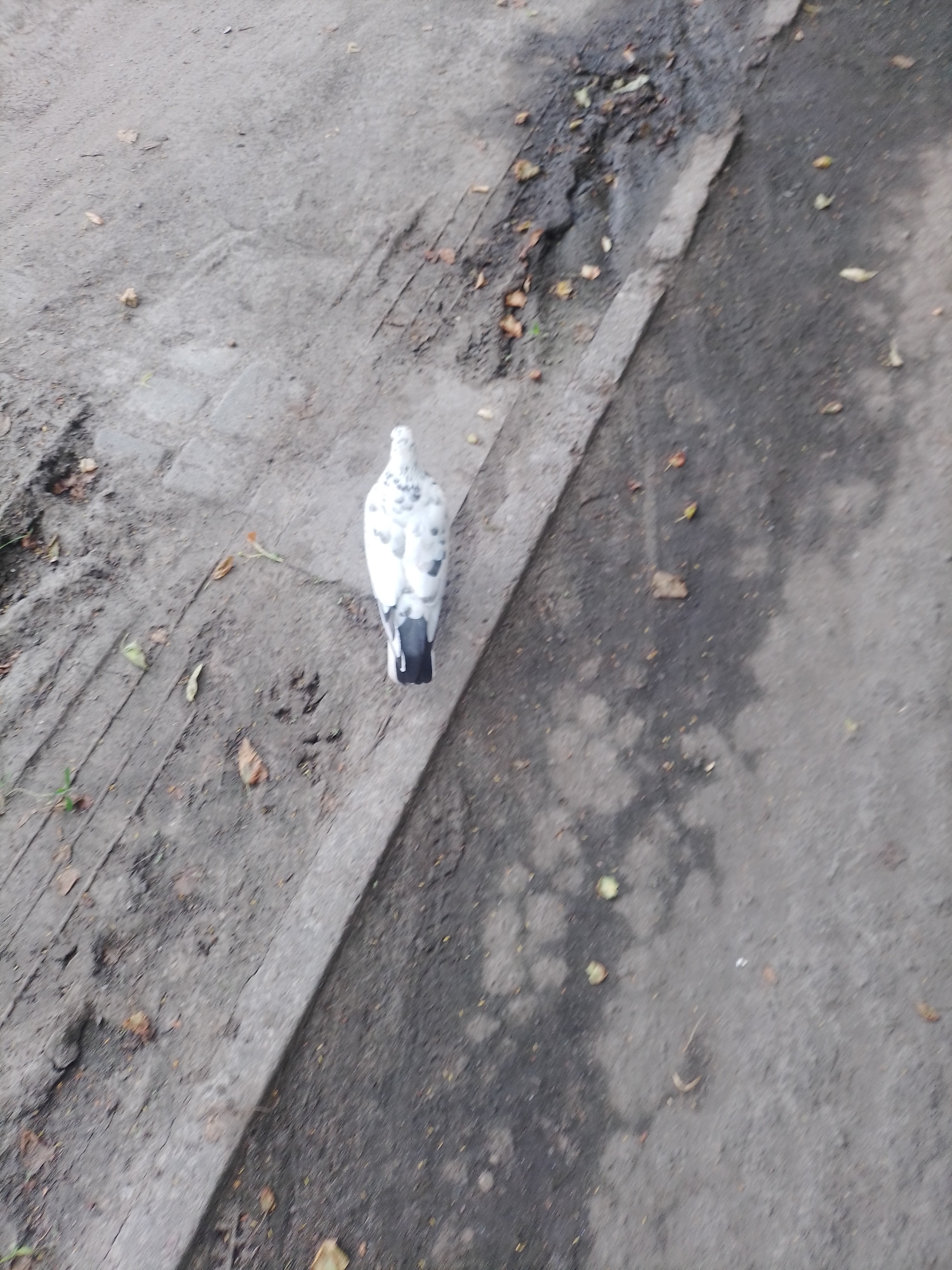 A speckled white and black pigeon stands on a cracked concrete sidewalk next to an asphalt road. Scattered autumn leaves are visible on the ground. The scene appears to be outdoors in a city environment, possibly Poltava, Ukraine, given the context. The lighting suggests it is daytime.