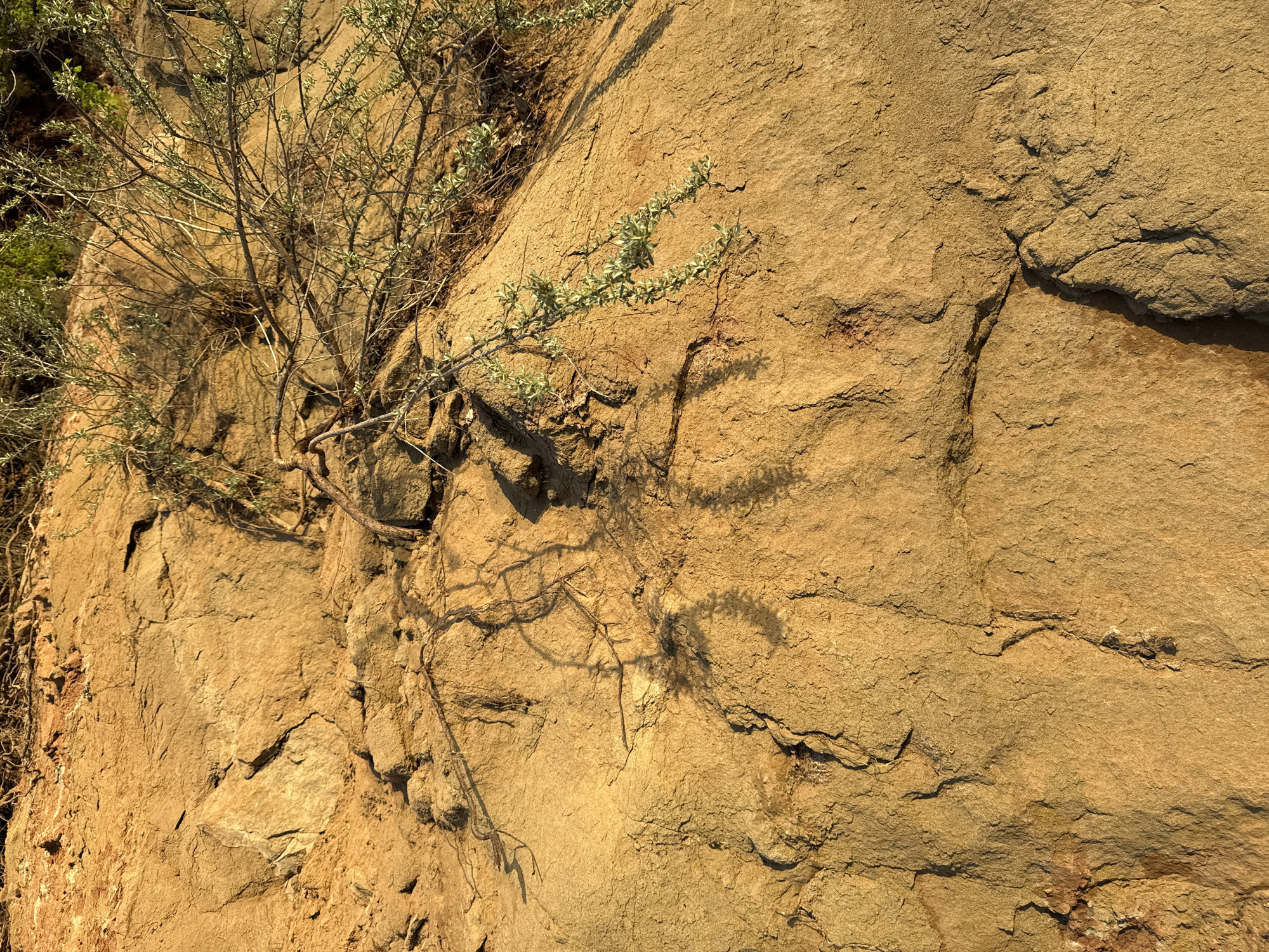The image shows a close-up view of a rock formation with a small shrub or bush growing from it. The rock is a light brown or tan color, and has a rough, textured surface with several cracks and crevices. The shrub has many thin branches with small, light green leaves. The overall setting appears to be outdoors in a natural environment. No people are visible. There is no discernible information in the provided image that indicates the exact location in Chaikovsky, Russia.