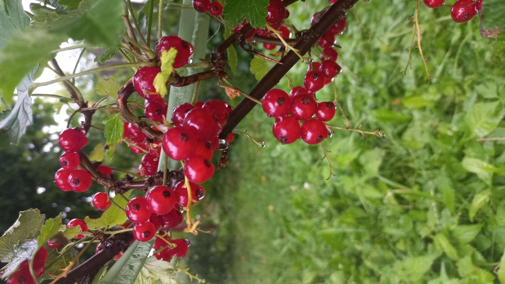 The image shows a close-up of red currants on a branch, with droplets of water on the berries. The currants are a vibrant red, and some of them have a dark spot where the flower was. The leaves of the plant are green and slightly wilted. In the background, out of focus, is a patch of green grass and some trees. The scene appears to be outdoors, in a natural setting. The location of Savino, Russia, is not directly evident from the image itself.