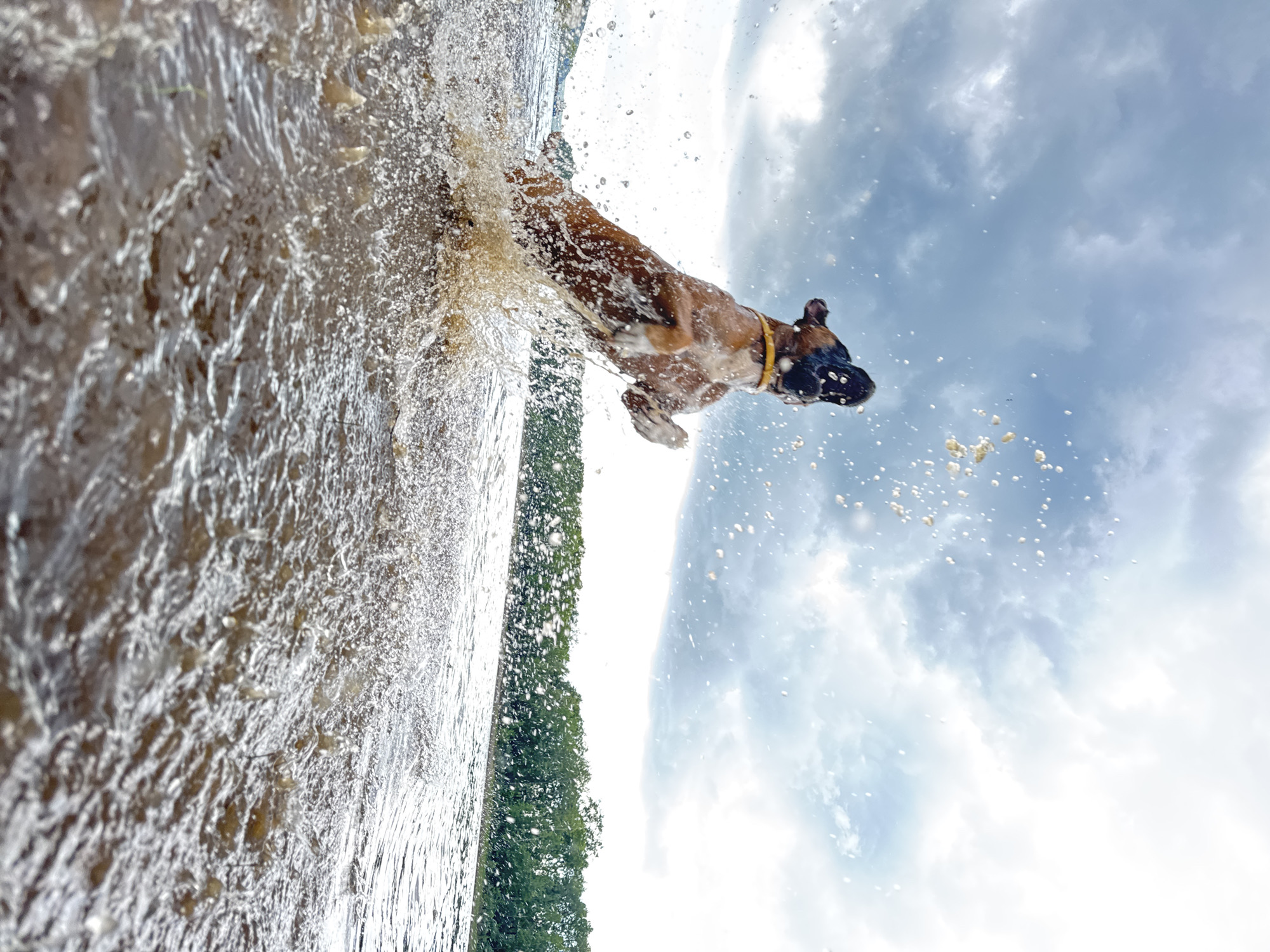 A brown boxer dog with a yellow collar leaps out of murky brown water, mid-air, with its mouth open. Water droplets are suspended in the air around the dog and in the foreground. The background shows a calm body of water, a line of green trees on the far bank, and a cloudy sky with patches of bright light. The scene is likely outdoors near the Kama River in Chaikovsky, Russia, a city known for its connection to this major waterway.