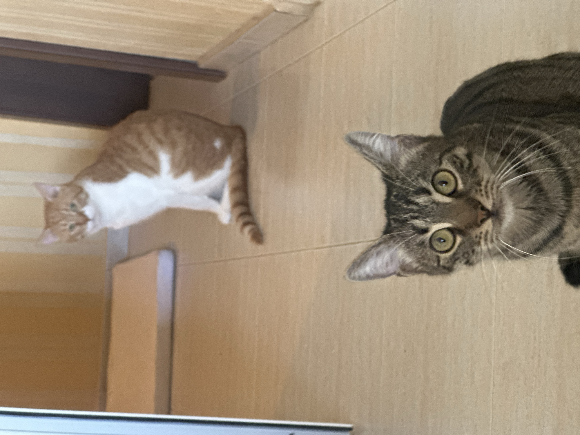 An indoor scene features two cats on a light-colored tiled floor. In the foreground, a tabby cat looks directly at the camera with wide, alert eyes. Its fur is a mix of brown and black stripes, and its ears are perked up. In the background, an orange and white cat is seated, facing away from the camera with its head turned slightly to the left. The background consists of a wall with vertical yellow stripes and a closed wooden door. A light-colored mat or bed is visible on the floor behind the tabby cat. There are no people or any indications of the city of Sofia, Bulgaria in this image.
