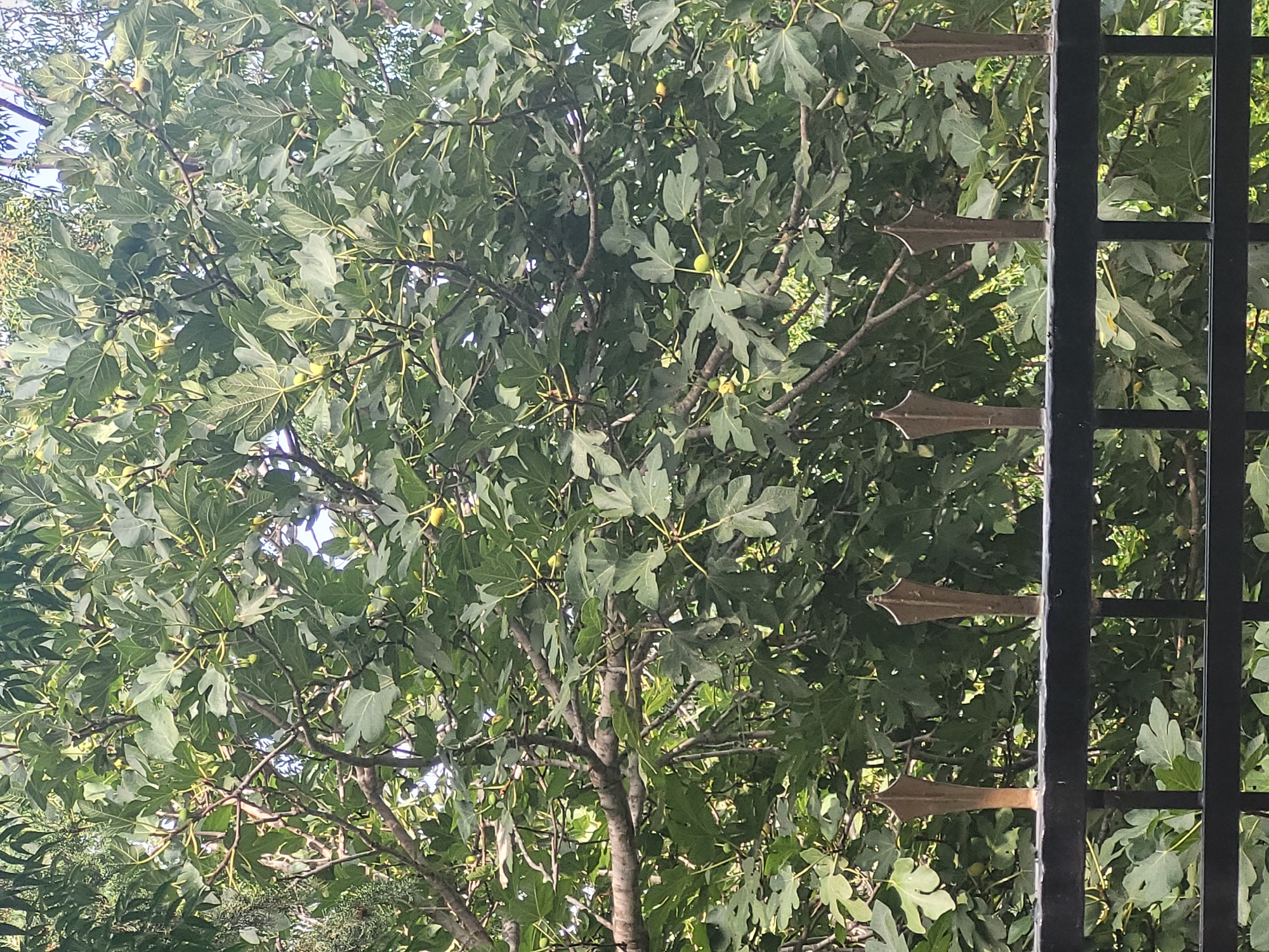 A close-up, full-frame shot captures a dense canopy of a fig tree laden with green figs, viewed from behind a black metal fence with decorative bronze-colored finials. The foliage is lush and varied in texture, with large, lobed leaves interspersed with smaller ones. Several small, green figs are visible throughout the branches, some appearing to be partially obscured by leaves. The branches of the tree are thick and textured, with some thinner, lighter-colored stems supporting the leaves and fruit. The fence runs horizontally across the lower third of the image, with several pointed finials rising vertically from its top edge. The background is filled with more of the fig tree's leaves and branches, with hints of a bright sky peeking through in some areas. The overall impression is of a mature fig tree in a natural setting, likely a garden or yard in Monagrouli, Cyprus, given the context provided.