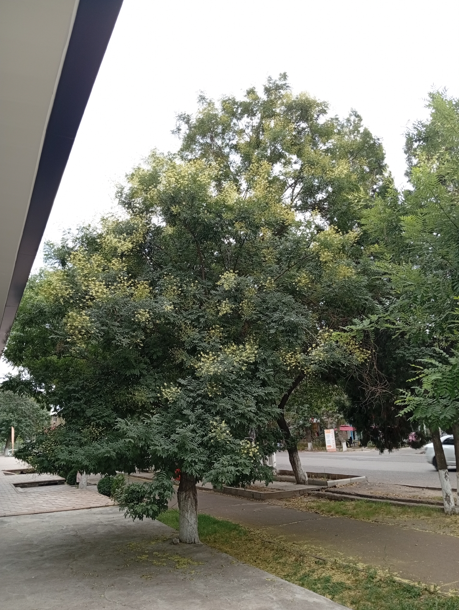 The image captures a street scene in Angren, Uzbekistan. A large tree with green foliage and small, light-colored flowers dominates the center of the frame. The tree's trunk is painted white, a common practice for urban trees in some regions. To the left, a portion of a building with a dark overhang and light-colored wall is visible. A paved walkway extends from the foreground, bordered by a strip of grass and then the street. The street appears to be an asphalt road with a sidewalk. In the background, other trees and some buildings are present. A car is partially visible on the right side of the road. The sky is overcast and bright, suggesting a daytime setting. There are no people clearly visible in the image. The overall impression is one of an urban environment with mature trees lining a street.