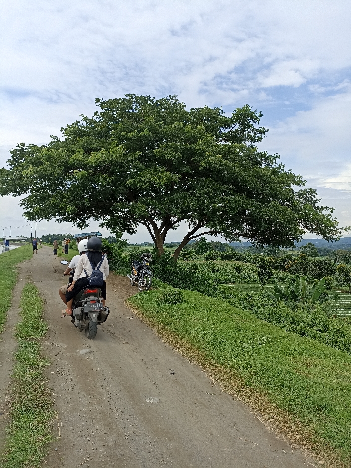This image depicts a serene, rural scene in Kepung, Indonesia, under a partly cloudy sky. An unpaved dirt path, flanked by green grass, stretches from the foreground into the mid-ground. Two individuals are riding a grey scooter away from the viewer along this path; the driver is partially obscured, while the passenger wears a white top, a dark head covering (hijab), and a dark backpack. The scooter's license plate, "S 5134 BRR," is clearly visible.
A prominent, large tree with a dense canopy of green foliage dominates the right side of the frame. Beneath this tree, a black motorcycle is parked on the grassy verge. Beyond the path and the tree, a lush landscape of green vegetation, possibly agricultural fields or dense forest, extends towards distant hills. On the far left, other people are visible further down the path, near what appears to be a canal or waterway structure. The time of day is daytime, with diffused light suggesting an overcast or partly cloudy weather. The scene conveys a sense of peaceful, everyday life in a verdant, natural setting.