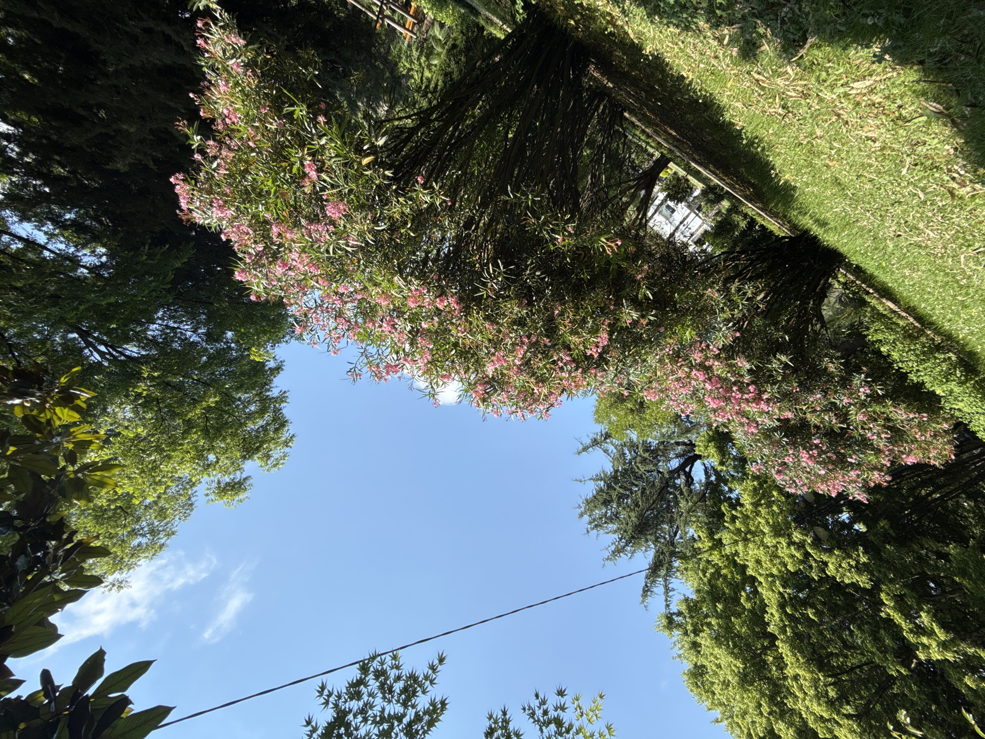 This media file captures an upward-looking view of a lush, green outdoor scene bathed in sunlight. The primary subjects are a variety of trees, including one in the foreground with abundant small pink flowers, likely oleander, and another with dense, dark green foliage. In the background, more trees and vegetation are visible, along with a patch of bright green grass. The clear blue sky with a few wispy clouds suggests fair weather during the daytime. The angle of the shot, looking up from beneath the trees, creates a sense of being immersed in nature. There are no people or specific objects clearly identifiable, but the overall setting evokes a park or garden environment, consistent with the provided location context of Sochi, Russia. The natural beauty of the foliage and flowers dominates the frame, conveying a peaceful and serene atmosphere.