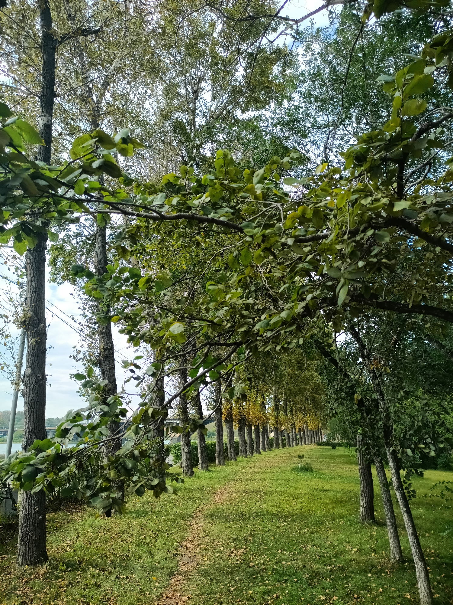 The image depicts a tree-lined path beside a body of water, likely the Angara River in Irkutsk, Russia. In the foreground, a branch with green leaves hangs over a path covered in fallen leaves and grass. Behind the foreground branch, a line of tall trees with grey bark forms an avenue. The trees on the left are closer and have more visible foliage, while those further down the path appear to be a mix of green and yellow. In the background, a bridge spans the water, and a few buildings can be seen on the distant bank. The sky is partly cloudy. The scene conveys a sense of autumn in an urban park or embankment setting.