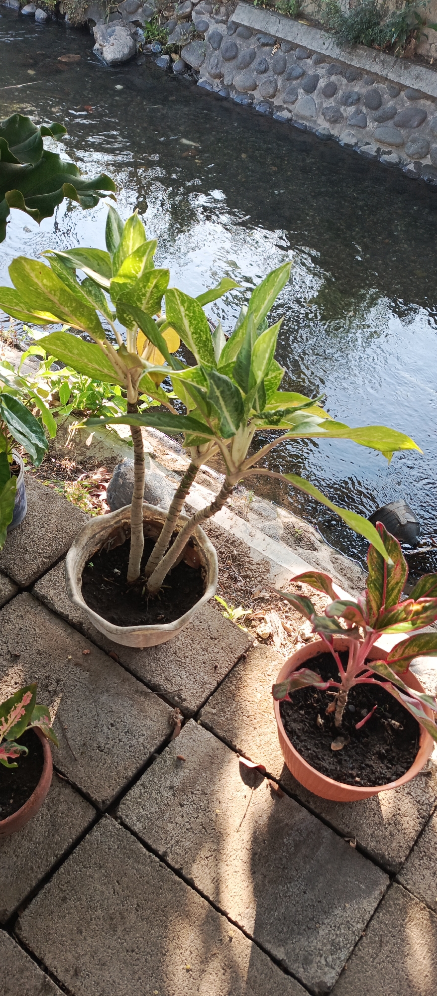 In Jatisari, Indonesia, an outdoor scene features a shallow, clear stream with a rocky, stone-lined bank. The stream reflects the bright sky. On the paved ground next to the stream, two potted plants are visible. The larger plant, in a pale, weathered pot, has tall stems and variegated green and white leaves. A second, smaller plant in an orange pot has reddish-green leaves. The ground is covered with square, gray paving stones. Sunlight casts shadows across the paving stones, indicating a daytime setting.