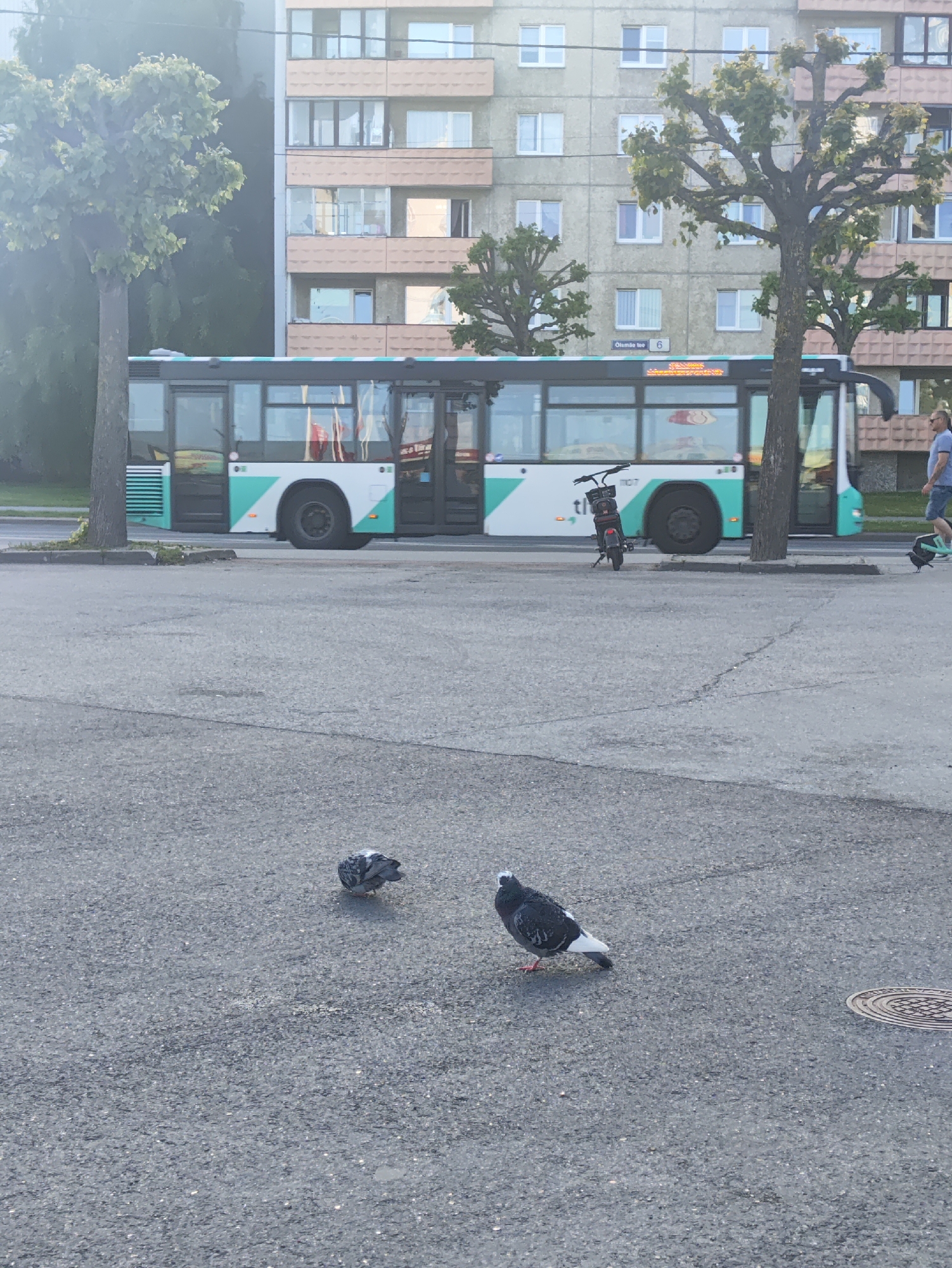 This media file depicts an outdoor scene in Tallinn, Estonia. The primary subjects are two pigeons on an asphalt surface in the foreground. Behind them, a bus with a teal and white design is stopped, with its doors open. The bus has a digital display showing information, and the number "1107" is visible on its side. To the right of the bus, a person in a blue shirt and shorts is walking away, and a parked scooter is visible.
In the background, a multi-story apartment building with a light beige facade and numerous windows stands. Trees with green foliage are strategically placed throughout the scene, with one prominent tree on the left and another on the right, partially obscuring the building. The overall impression is a street-level view of an urban environment. The lighting suggests it is daytime, possibly late afternoon or early evening, with soft light. The weather appears to be overcast or hazy, contributing to a muted color palette. Visible text includes the route information on the bus display and the number "1107". There are no overt emotional cues. The setting is clearly urban, with the presence of a bus, apartment building, and paved surfaces.