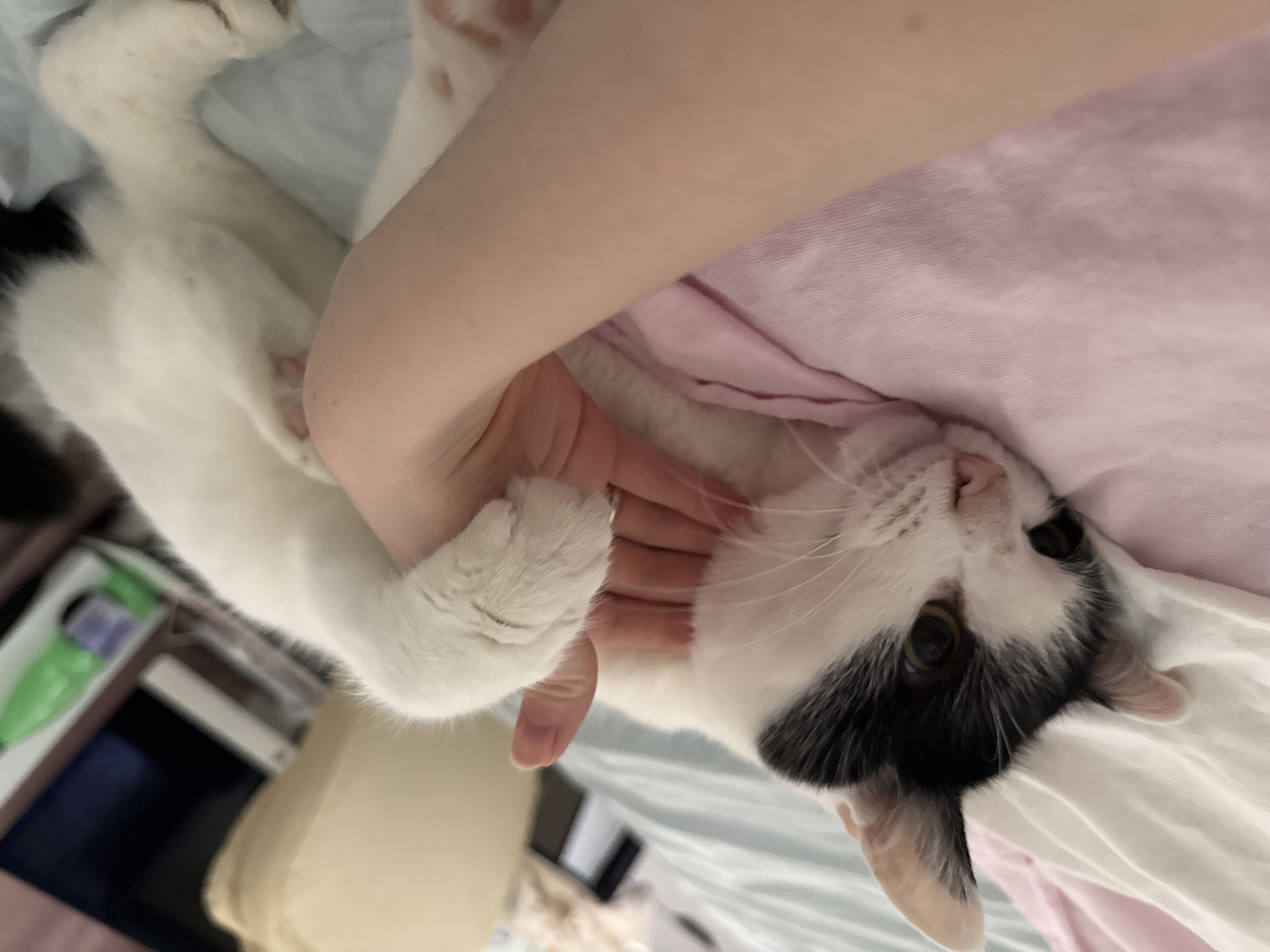 A black and white cat lies on a light blue and white striped bed, being petted by a fair-skinned person. The person's hand is around the cat's front paw and chest. A light pink blanket is visible under the person's arm. A bedside table with various items is visible on the left side of the image. The location is Unknown, Unknown.