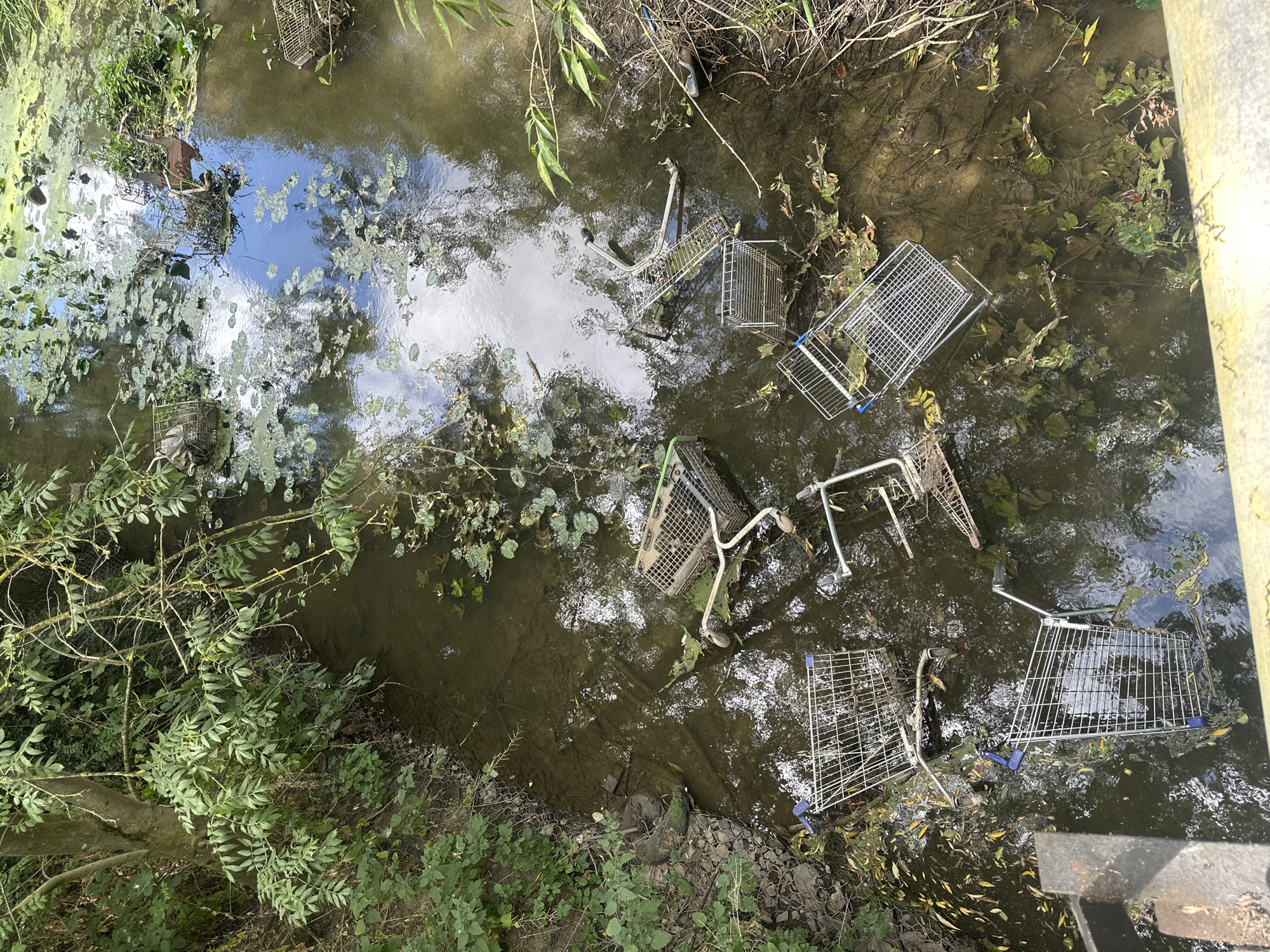 The image shows a waterway in Rugby, United Kingdom, that is heavily polluted with shopping trolleys. Several trolleys are submerged in the murky water, some partially, others fully. They are scattered haphazardly, with some tangled in vegetation and debris. The water is discolored and appears stagnant, with lily pads and other aquatic plants growing on the surface. The banks of the waterway are overgrown with trees and bushes. The scene depicts significant environmental neglect and littering.